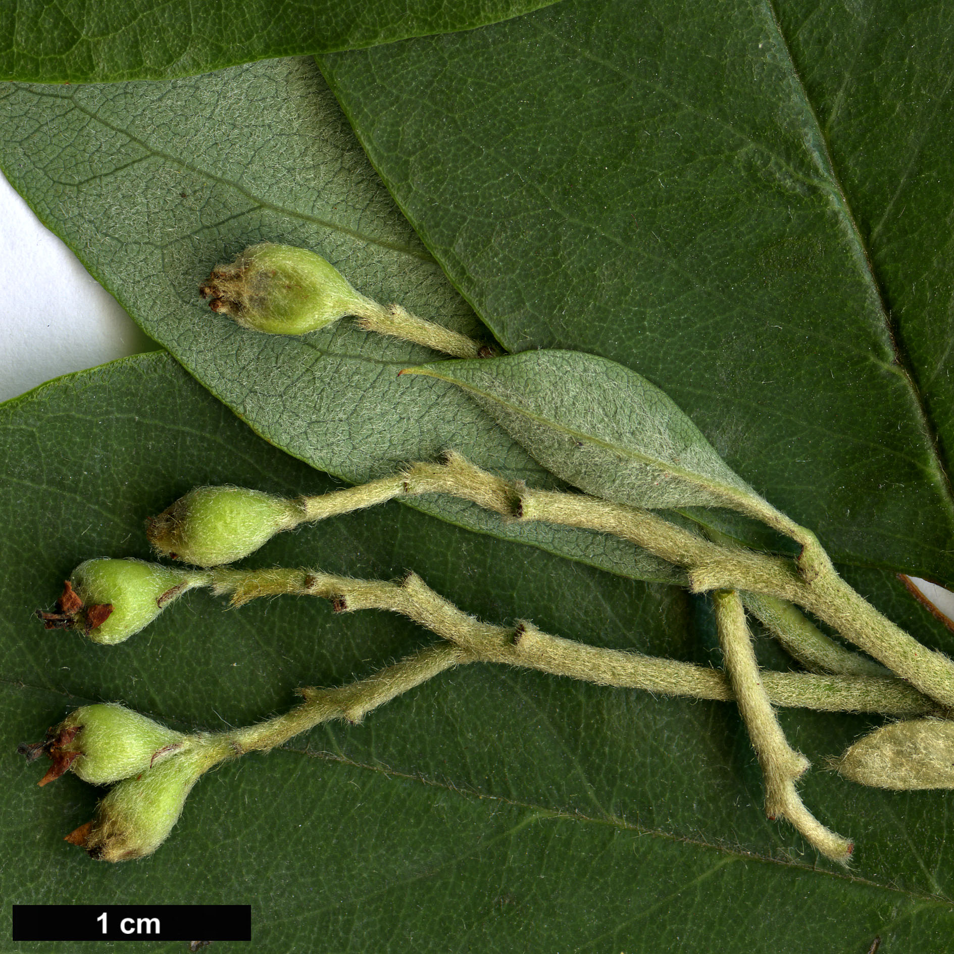 High resolution image: Family: Rosaceae - Genus: Cotoneaster - Taxon: coriaceus