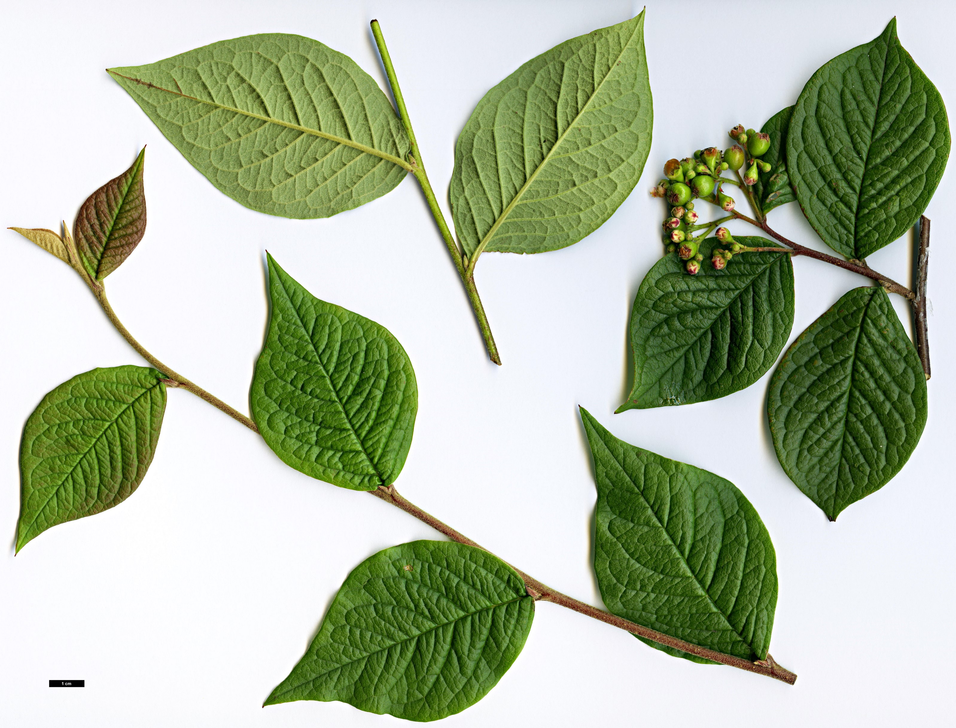 High resolution image: Family: Rosaceae - Genus: Cotoneaster - Taxon: cornifolius High resolution image: Family: Rosaceae - Genus: Cotoneaster - Taxon: cornifolius