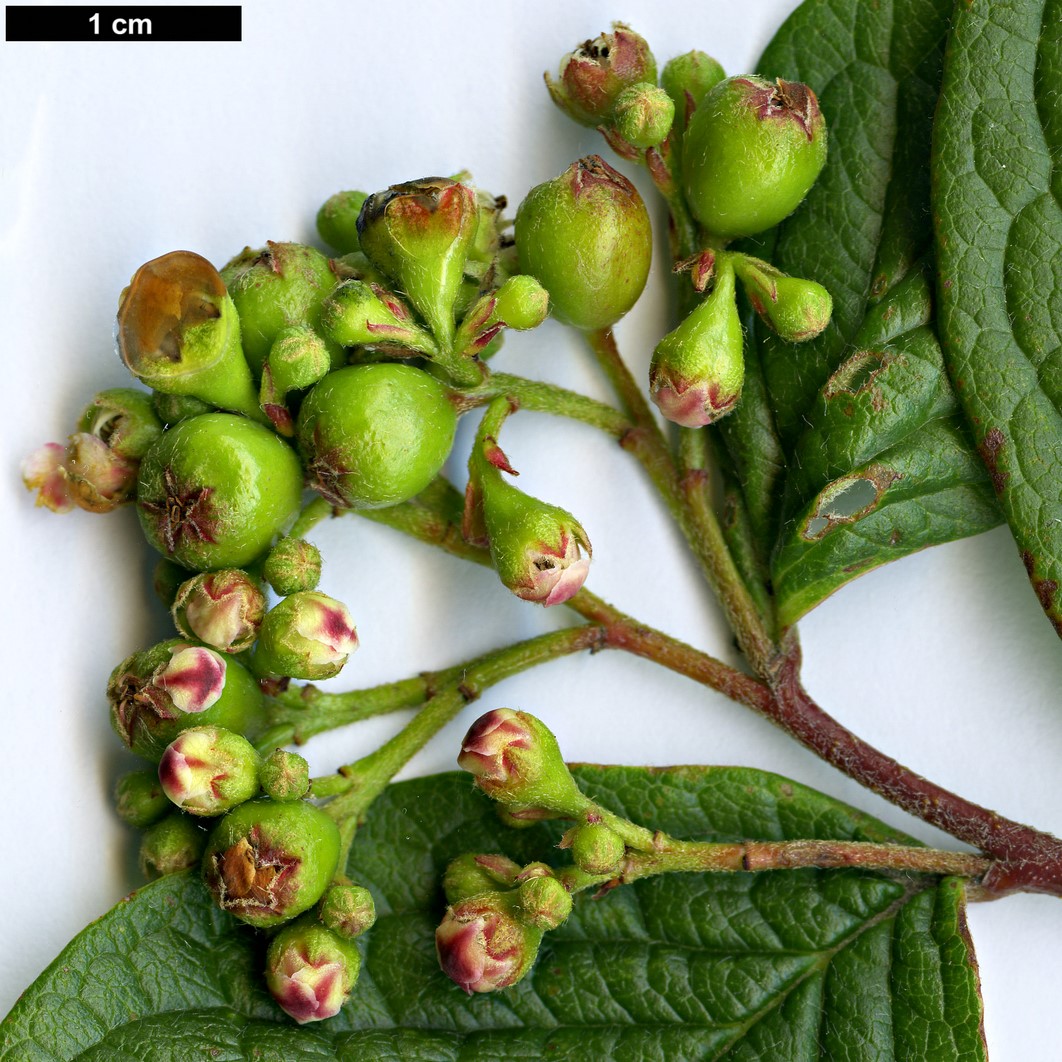 High resolution image: Family: Rosaceae - Genus: Cotoneaster - Taxon: cornifolius High resolution image: Family: Rosaceae - Genus: Cotoneaster - Taxon: cornifolius