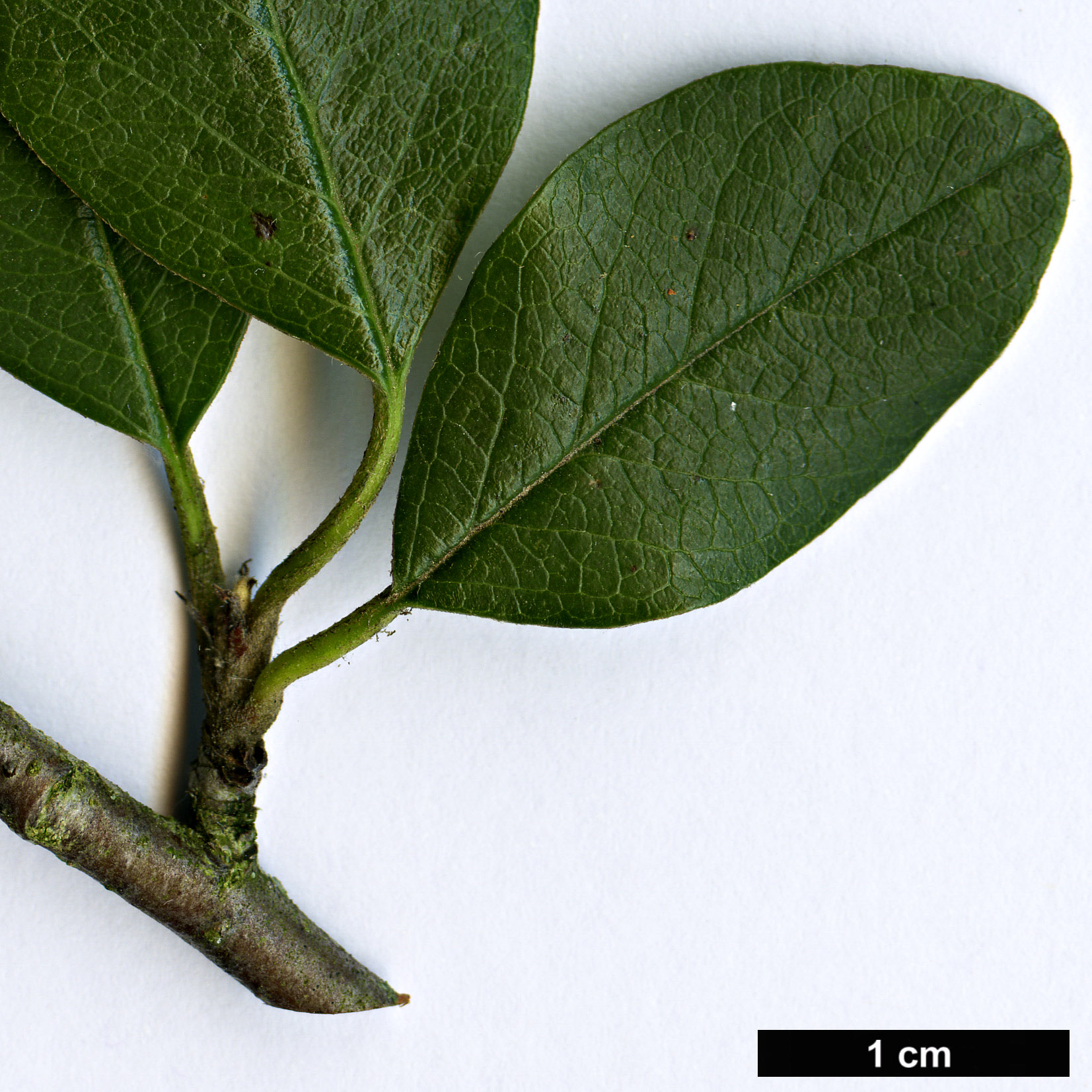 High resolution image: Family: Rosaceae - Genus: Cotoneaster - Taxon: discolor