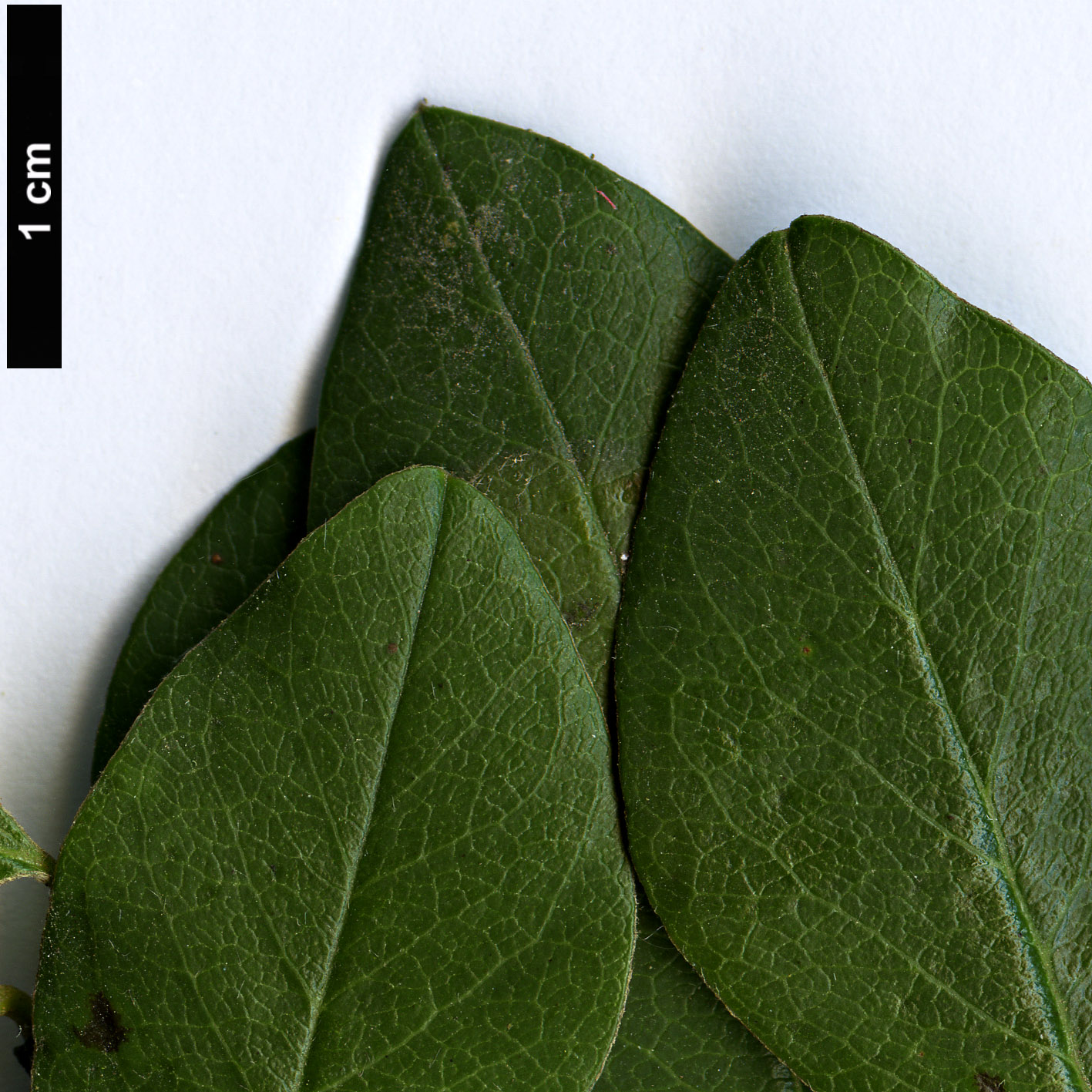 High resolution image: Family: Rosaceae - Genus: Cotoneaster - Taxon: discolor