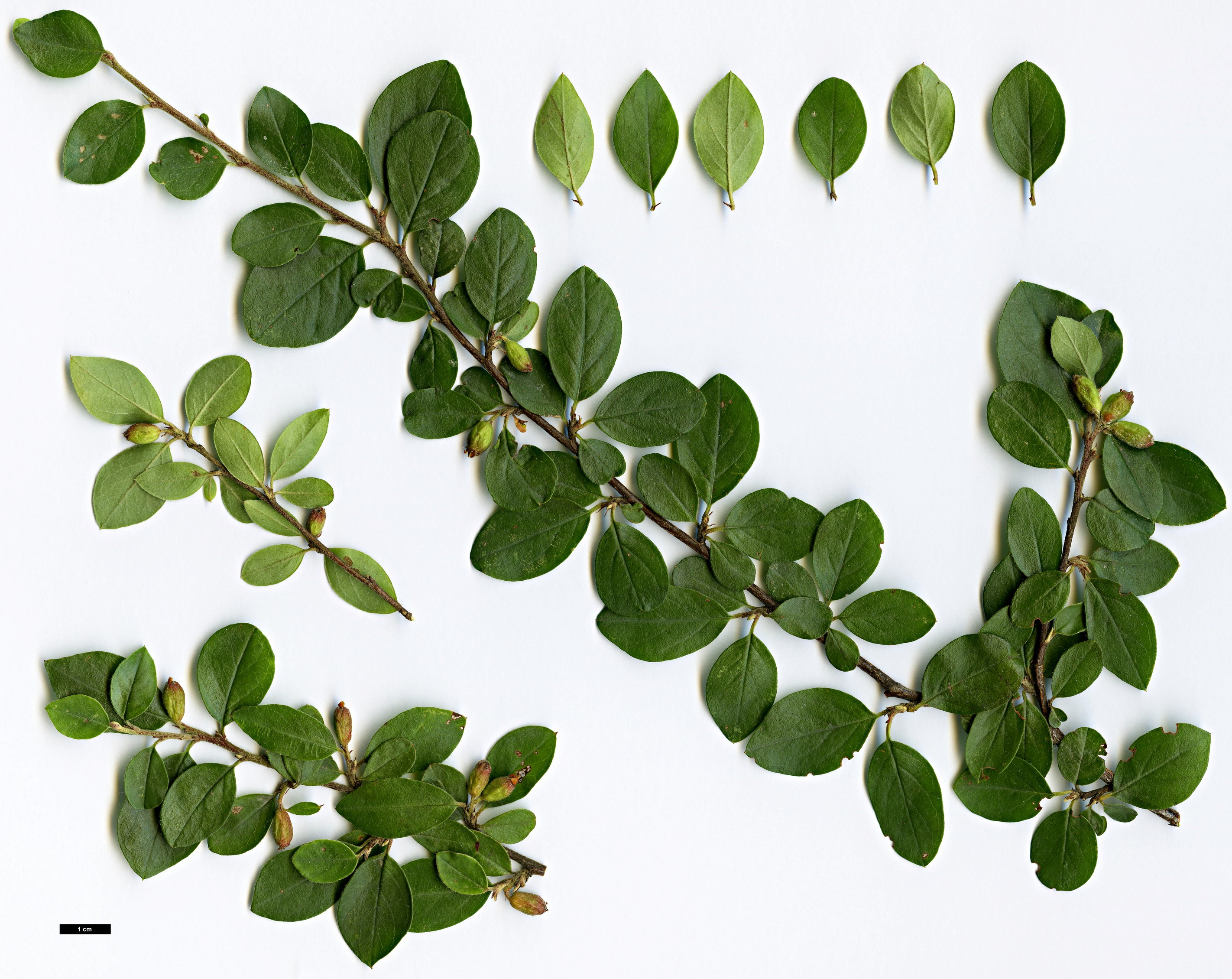 High resolution image: Family: Rosaceae - Genus: Cotoneaster - Taxon: divaricatus