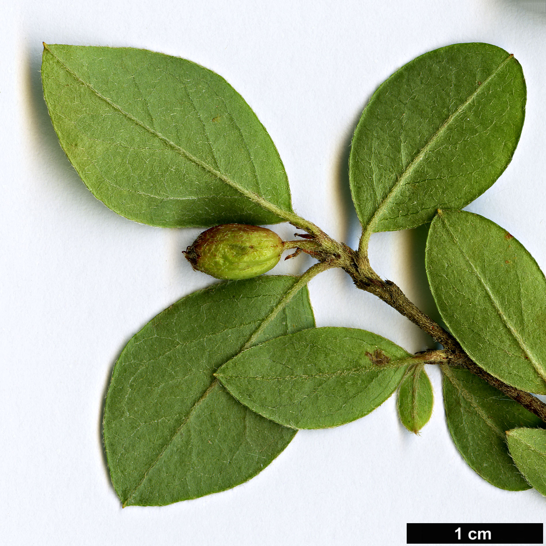 High resolution image: Family: Rosaceae - Genus: Cotoneaster - Taxon: divaricatus