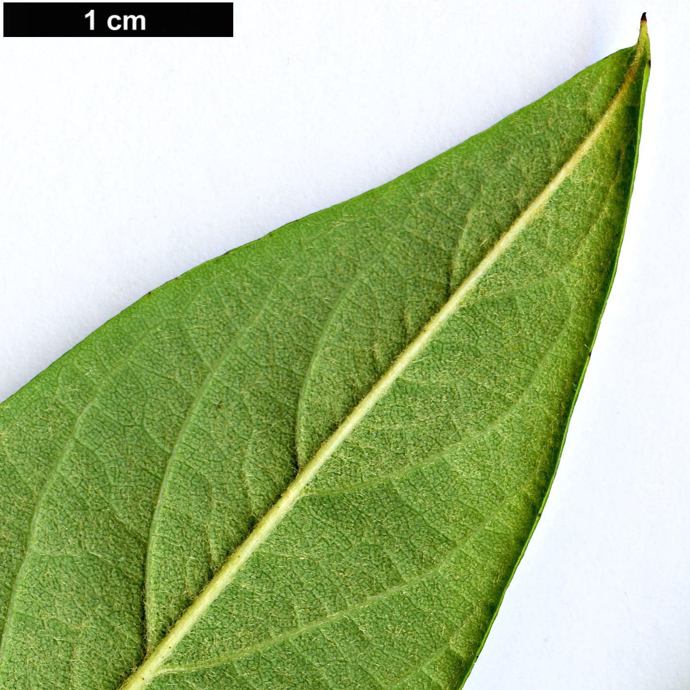 High resolution image: Family: Rosaceae - Genus: Cotoneaster - Taxon: frigidus High resolution image: Family: Rosaceae - Genus: Cotoneaster - Taxon: frigidus