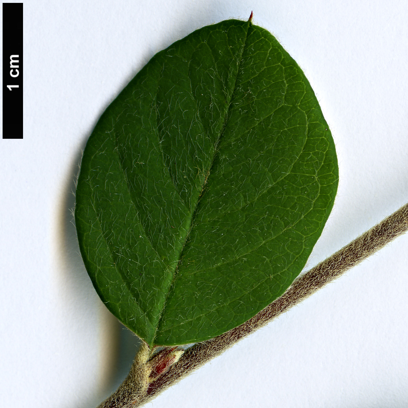 High resolution image: Family: Rosaceae - Genus: Cotoneaster - Taxon: froebelii High resolution image: Family: Rosaceae - Genus: Cotoneaster - Taxon: froebelii