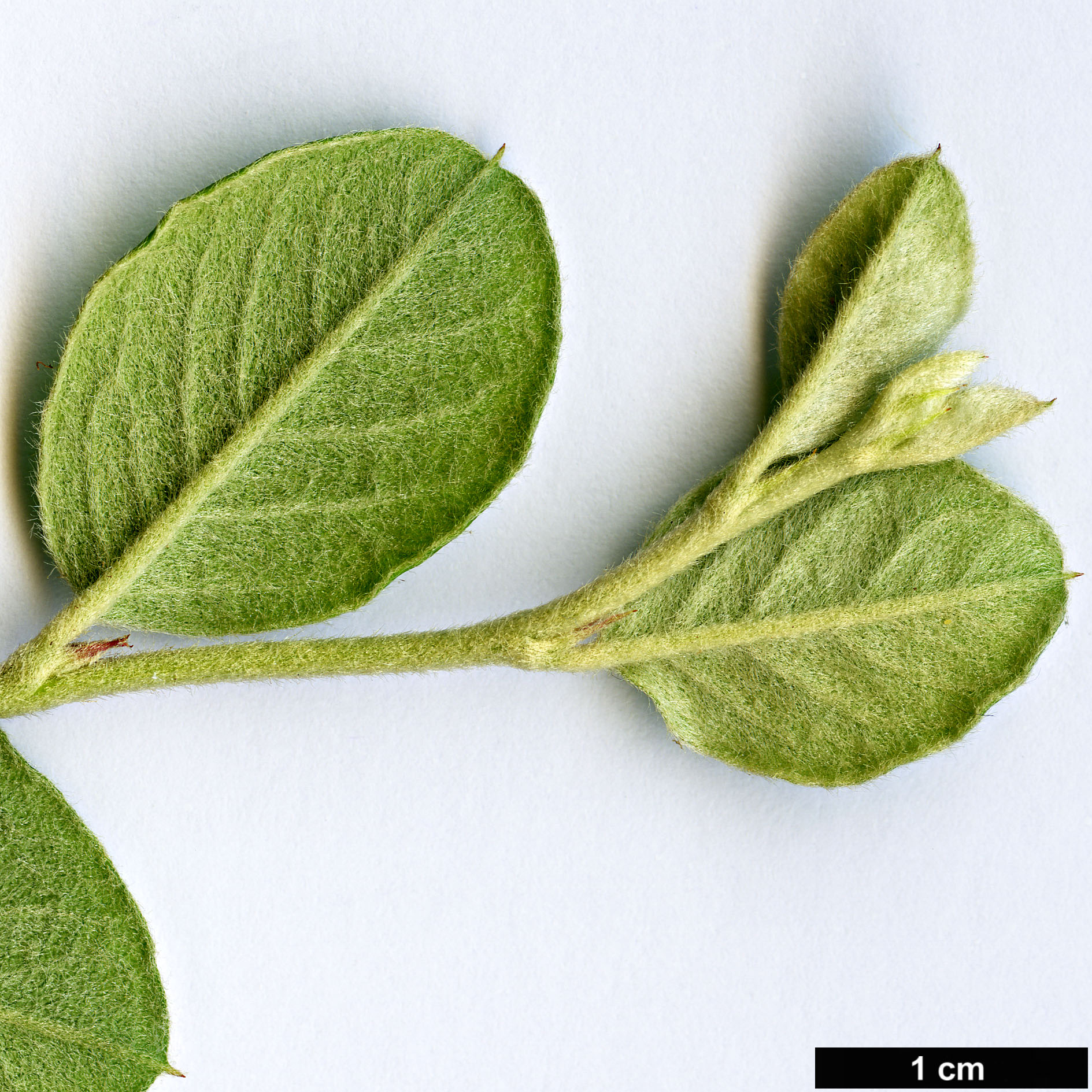 High resolution image: Family: Rosaceae - Genus: Cotoneaster - Taxon: froebelii High resolution image: Family: Rosaceae - Genus: Cotoneaster - Taxon: froebelii