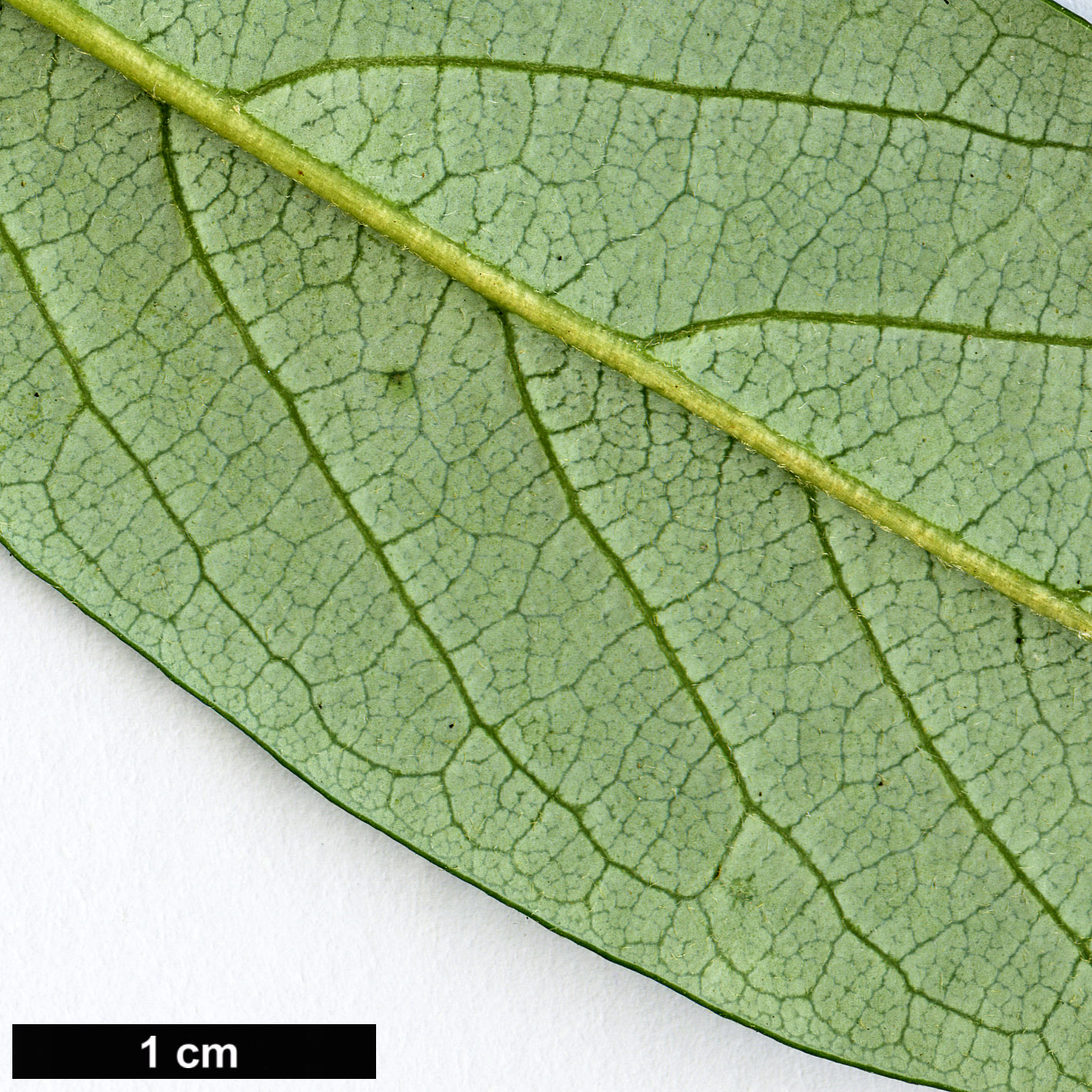 High resolution image: Family: Rosaceae - Genus: Cotoneaster - Taxon: glabratus High resolution image: Family: Rosaceae - Genus: Cotoneaster - Taxon: glabratus