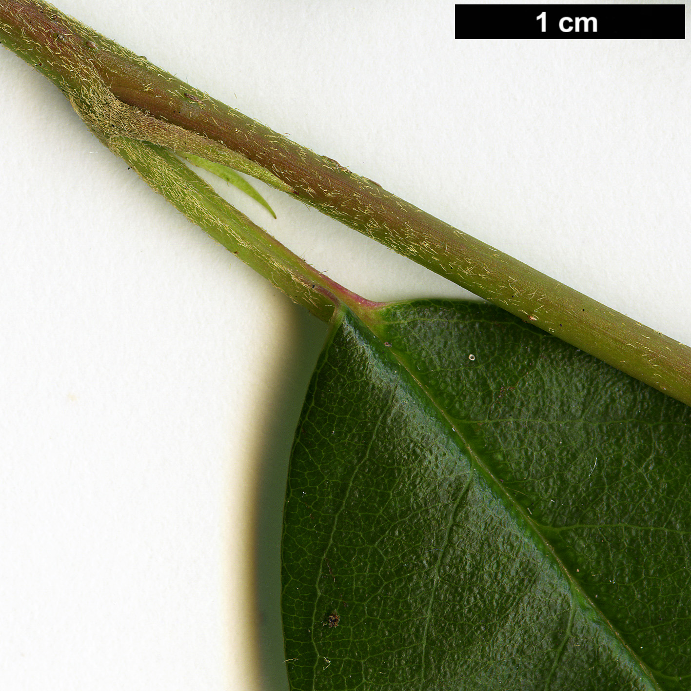 High resolution image: Family: Rosaceae - Genus: Cotoneaster - Taxon: glaucophyllus High resolution image: Family: Rosaceae - Genus: Cotoneaster - Taxon: glaucophyllus