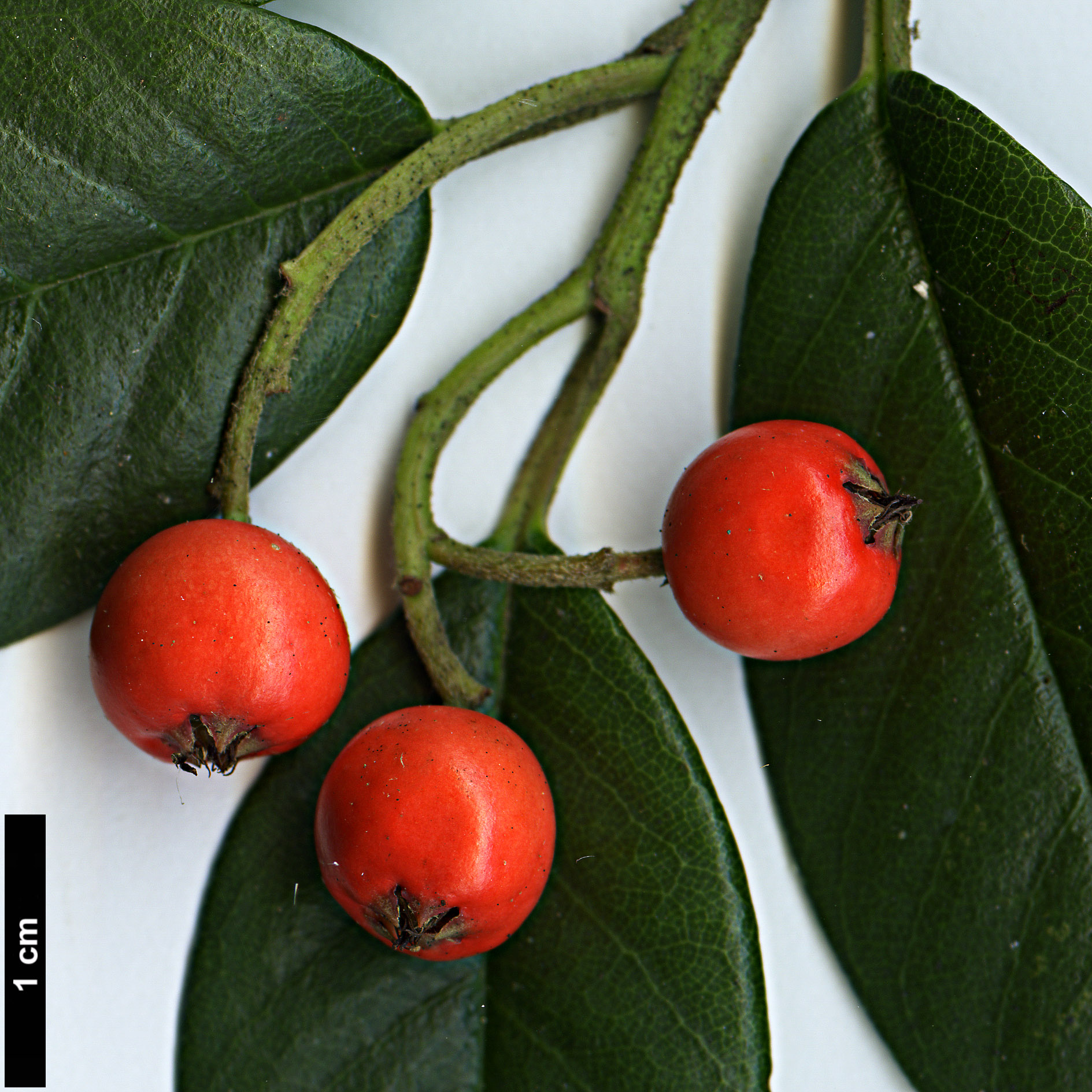 High resolution image: Family: Rosaceae - Genus: Cotoneaster - Taxon: glaucophyllus High resolution image: Family: Rosaceae - Genus: Cotoneaster - Taxon: glaucophyllus