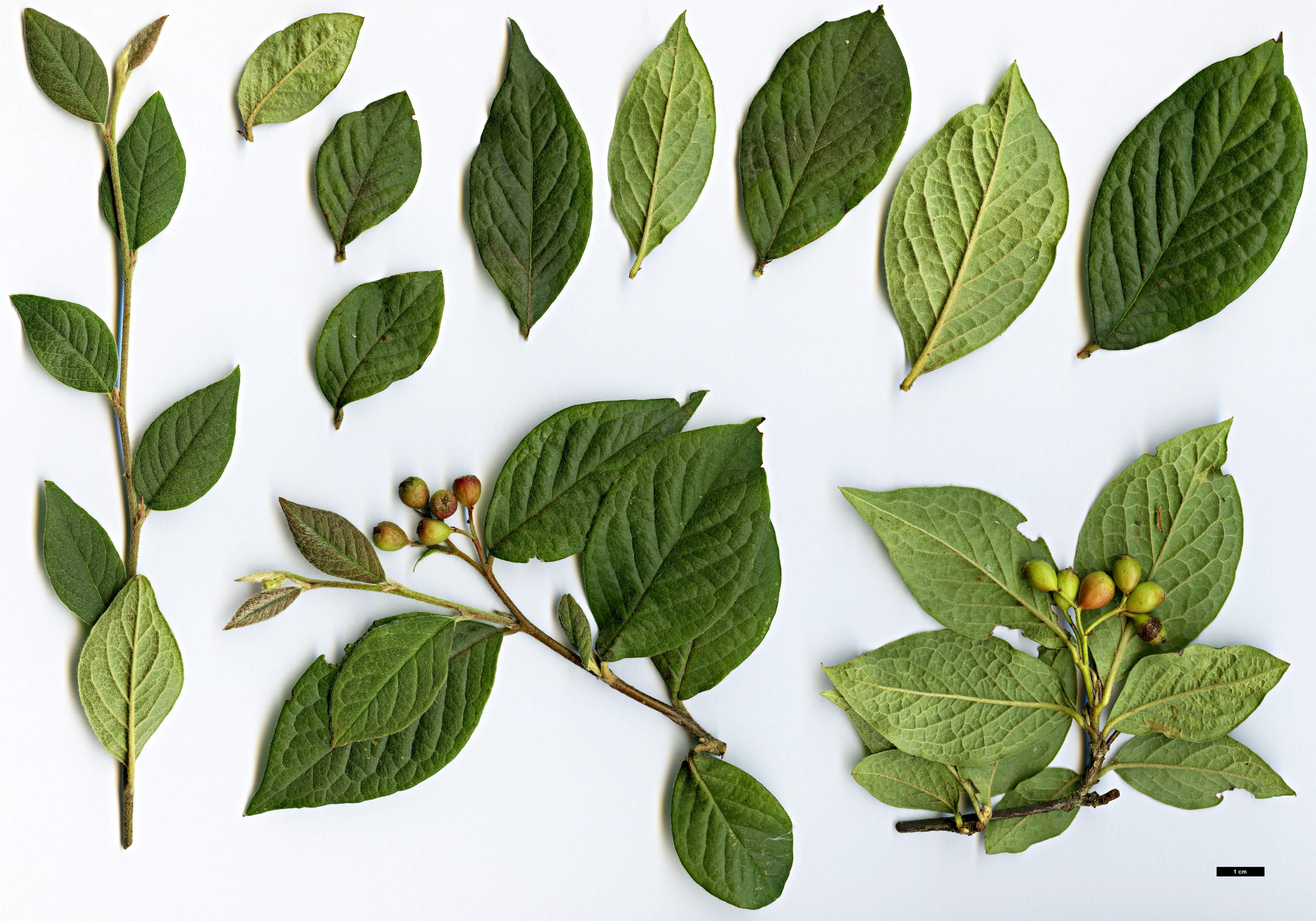 High resolution image: Family: Rosaceae - Genus: Cotoneaster - Taxon: hillieri