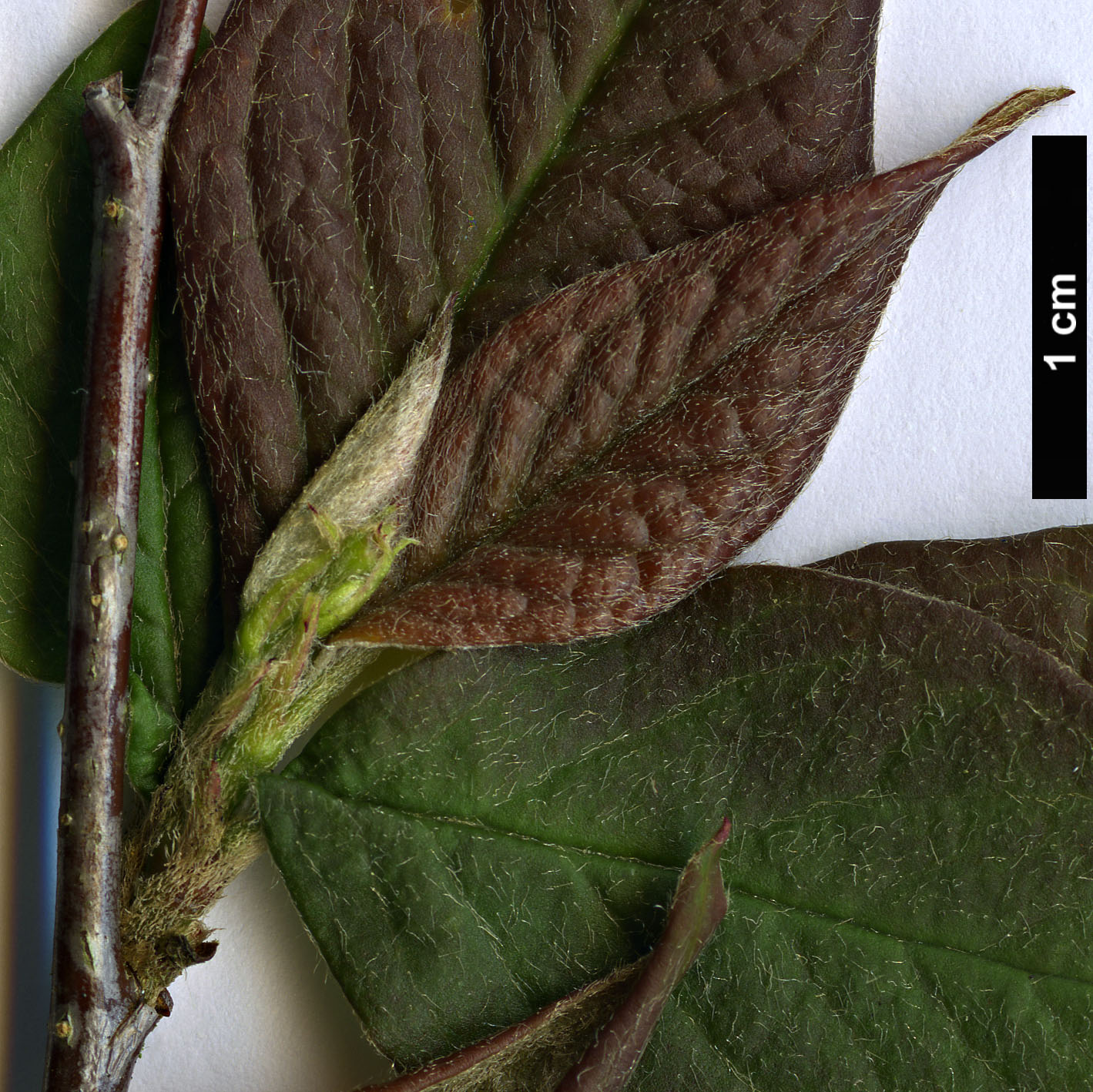 High resolution image: Family: Rosaceae - Genus: Cotoneaster - Taxon: ignescens High resolution image: Family: Rosaceae - Genus: Cotoneaster - Taxon: ignescens
