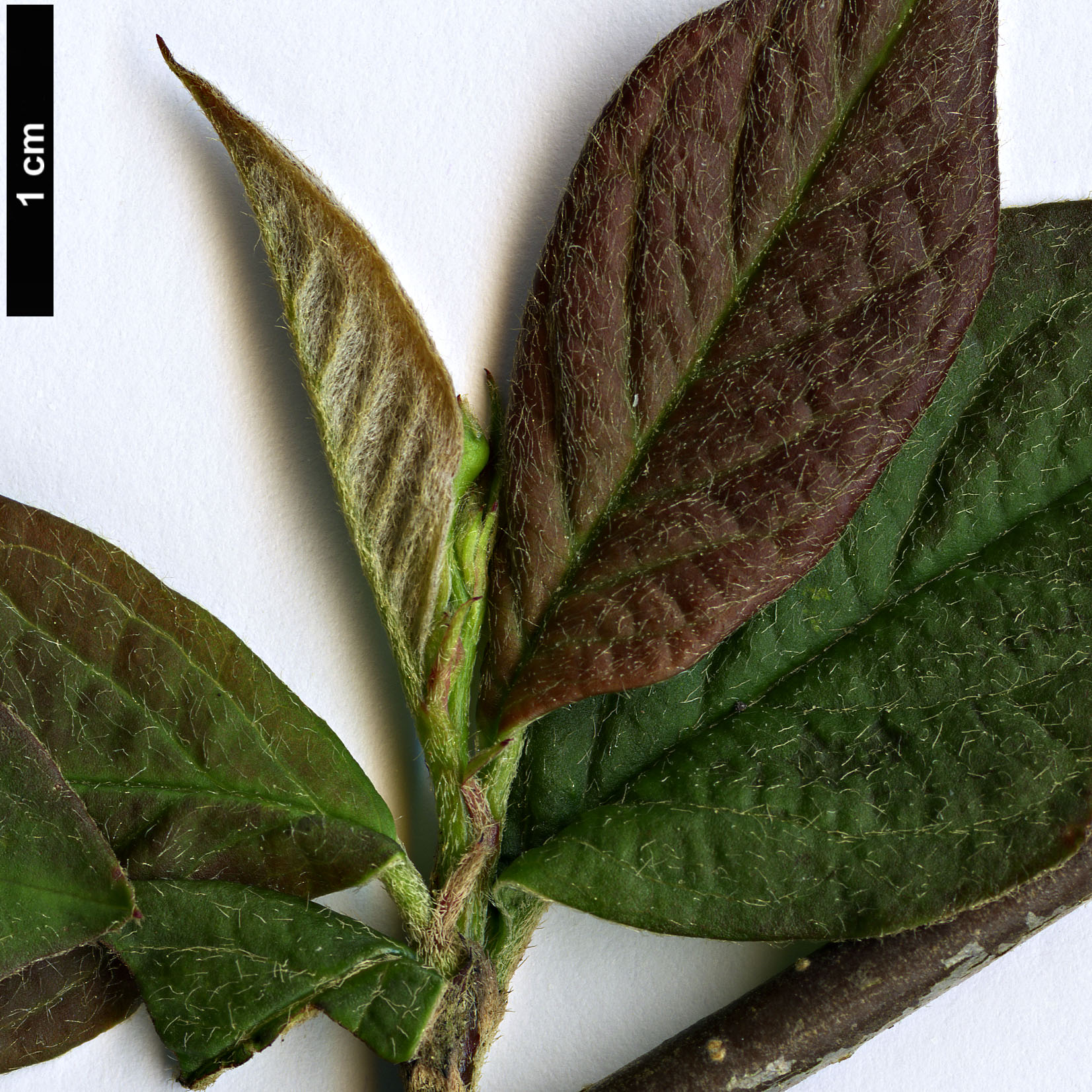 High resolution image: Family: Rosaceae - Genus: Cotoneaster - Taxon: ignescens High resolution image: Family: Rosaceae - Genus: Cotoneaster - Taxon: ignescens