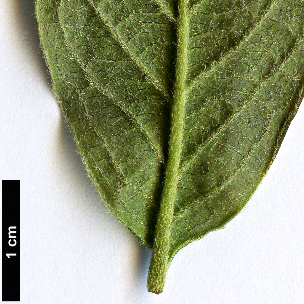 High resolution image: Family: Rosaceae - Genus: Cotoneaster - Taxon: ignescens High resolution image: Family: Rosaceae - Genus: Cotoneaster - Taxon: ignescens