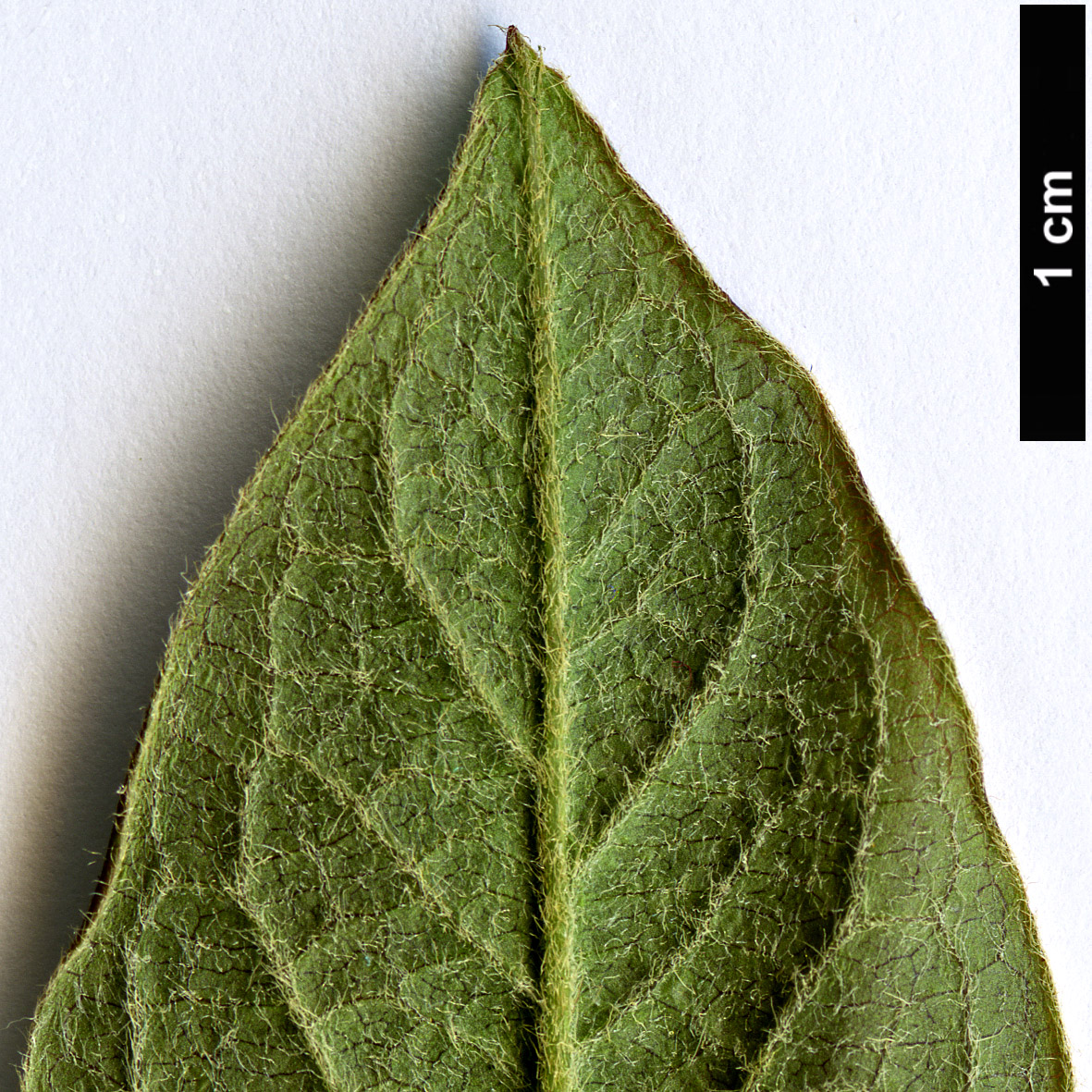 High resolution image: Family: Rosaceae - Genus: Cotoneaster - Taxon: ignescens High resolution image: Family: Rosaceae - Genus: Cotoneaster - Taxon: ignescens