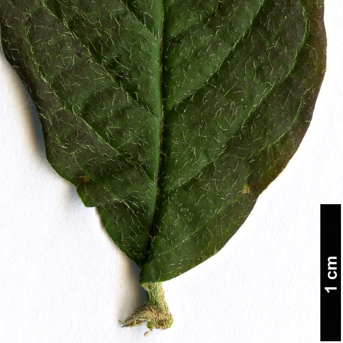 High resolution image: Family: Rosaceae - Genus: Cotoneaster - Taxon: ignescens High resolution image: Family: Rosaceae - Genus: Cotoneaster - Taxon: ignescens