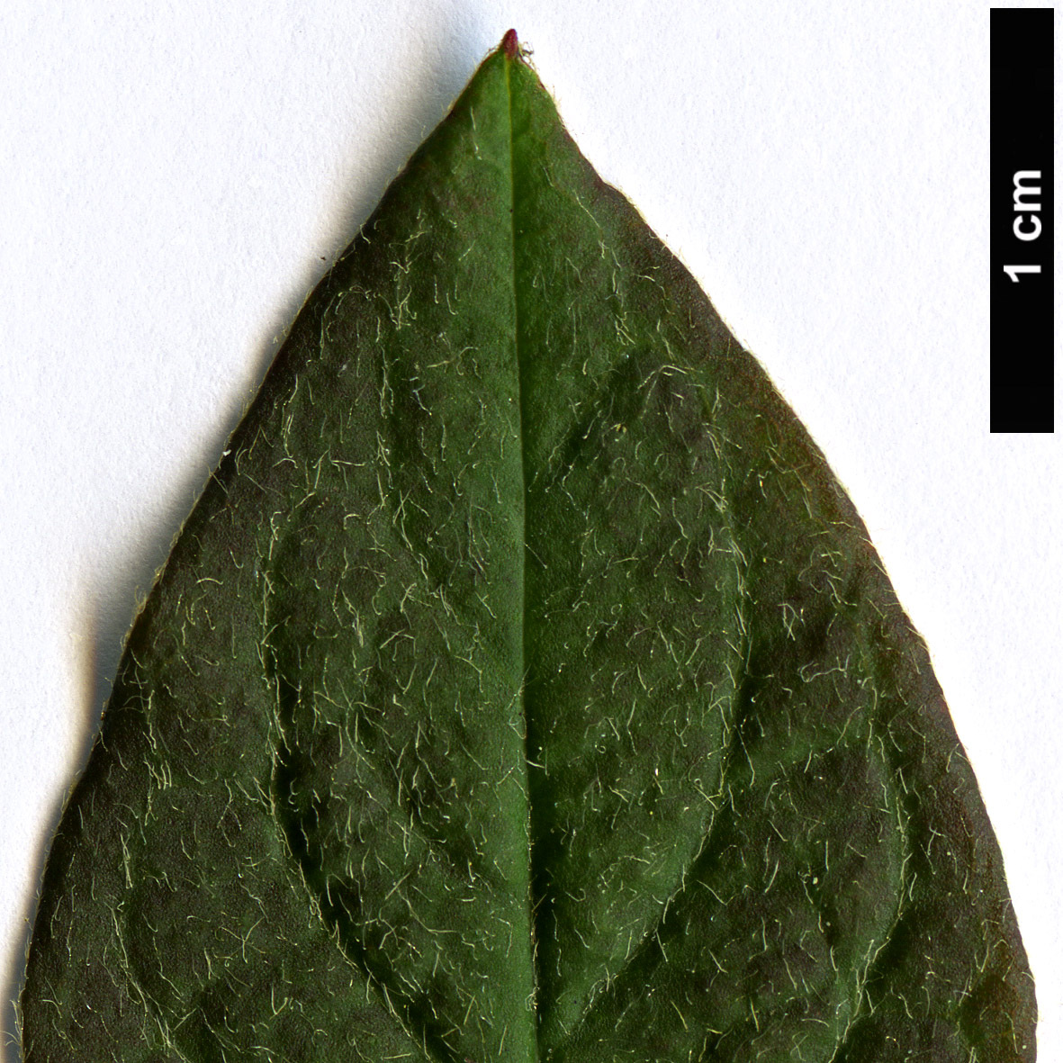 High resolution image: Family: Rosaceae - Genus: Cotoneaster - Taxon: ignescens High resolution image: Family: Rosaceae - Genus: Cotoneaster - Taxon: ignescens