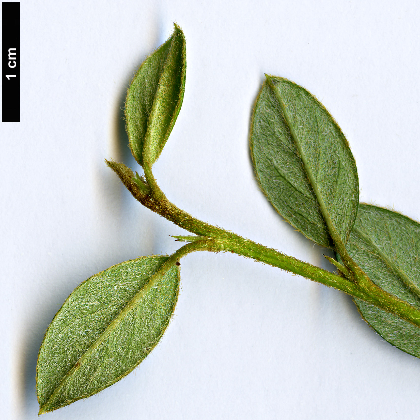 High resolution image: Family: Rosaceae - Genus: Cotoneaster - Taxon: kweitschoviensis