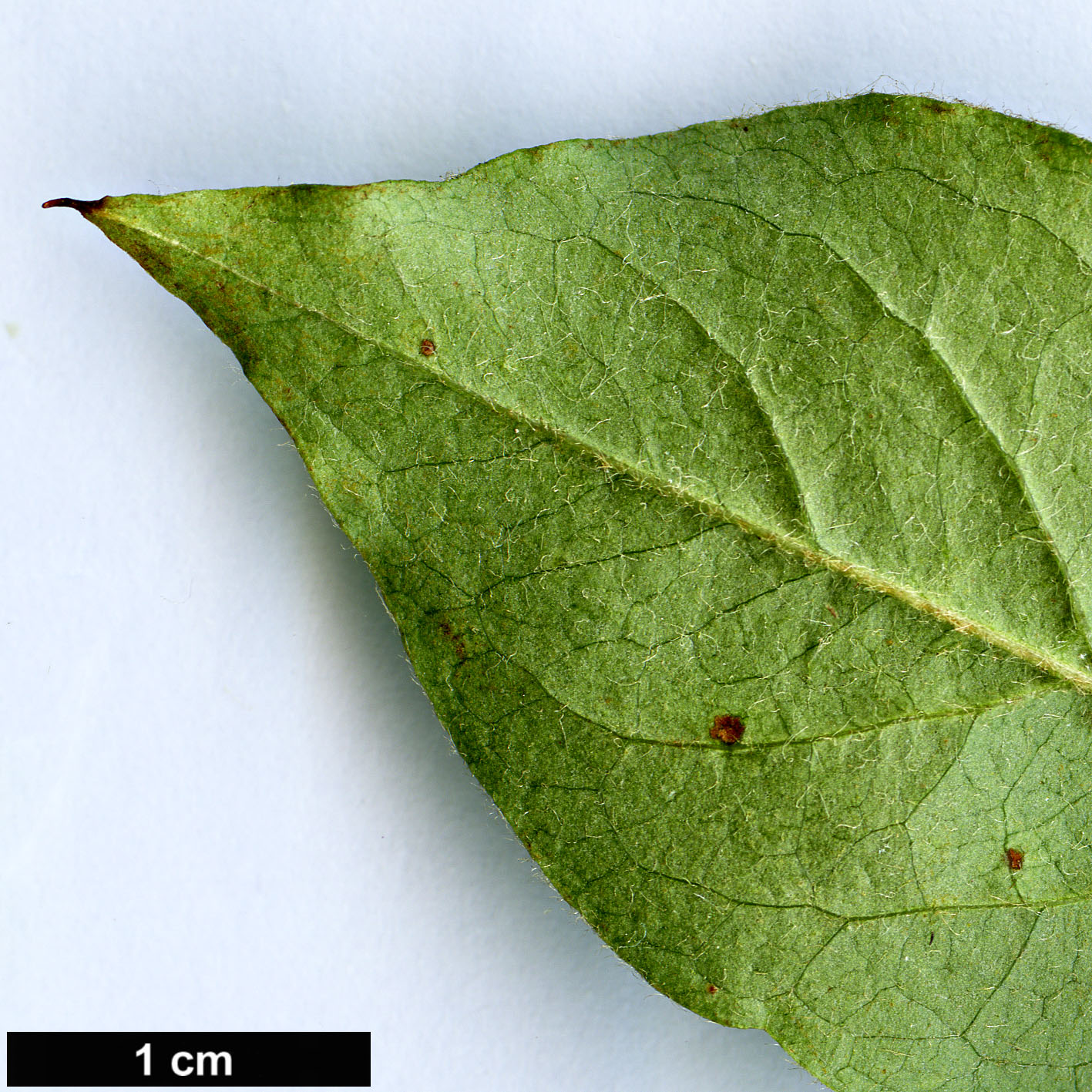 High resolution image: Family: Rosaceae - Genus: Cotoneaster - Taxon: laetevirens High resolution image: Family: Rosaceae - Genus: Cotoneaster - Taxon: laetevirens