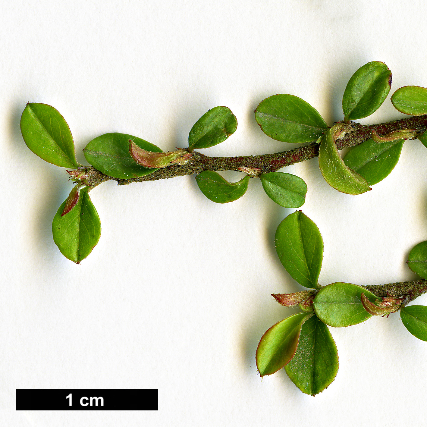 High resolution image: Family: Rosaceae - Genus: Cotoneaster - Taxon: maowensis High resolution image: Family: Rosaceae - Genus: Cotoneaster - Taxon: maowensis