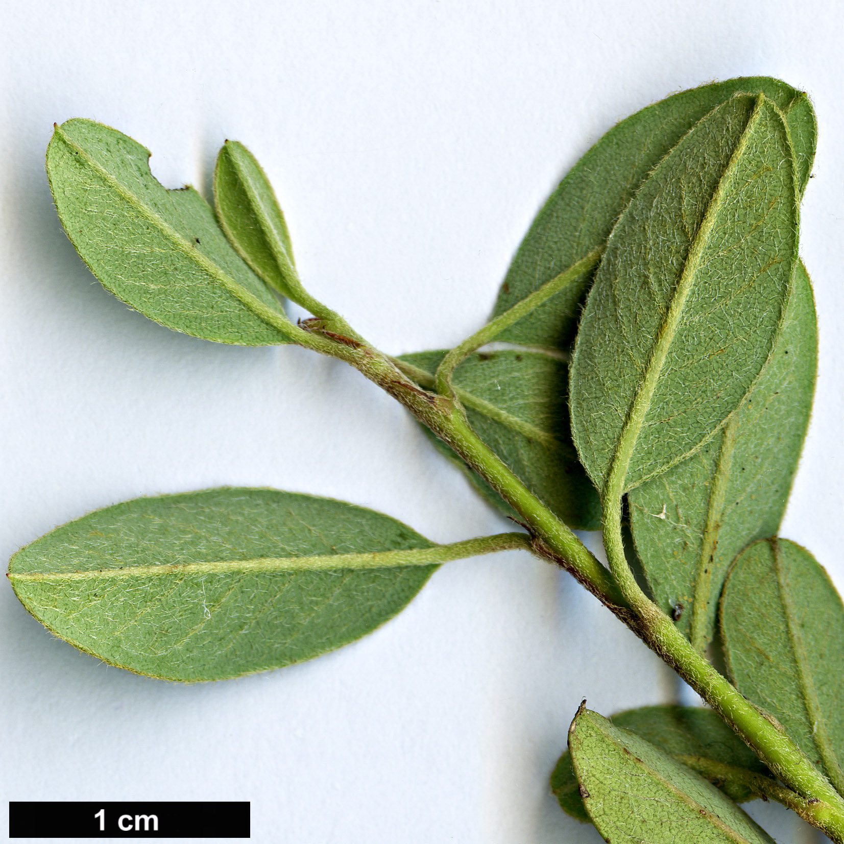 High resolution image: Family: Rosaceae - Genus: Cotoneaster - Taxon: marginatus - SpeciesSub: ’Eastleigh’ High resolution image: Family: Rosaceae - Genus: Cotoneaster - Taxon: marginatus - SpeciesSub: ’Eastleigh’