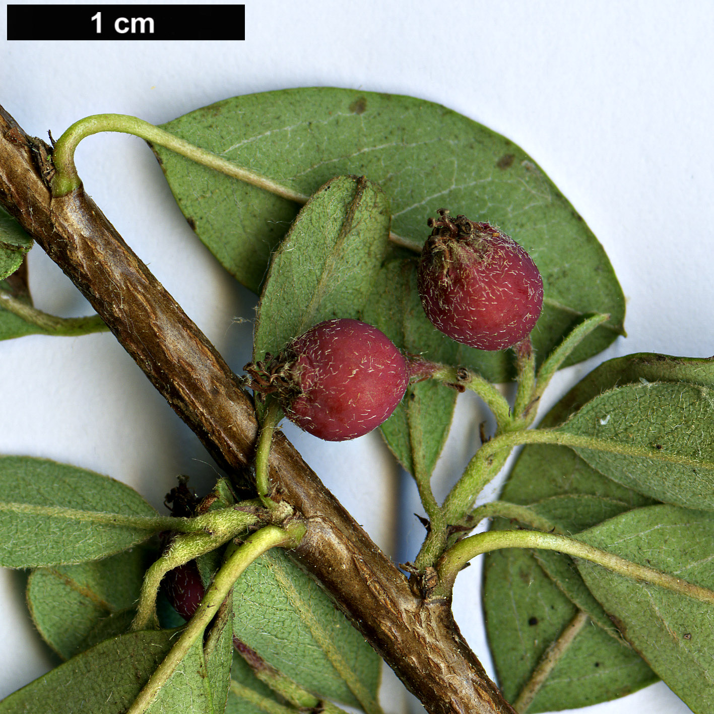 High resolution image: Family: Rosaceae - Genus: Cotoneaster - Taxon: marginatus - SpeciesSub: ’Eastleigh’ High resolution image: Family: Rosaceae - Genus: Cotoneaster - Taxon: marginatus - SpeciesSub: ’Eastleigh’