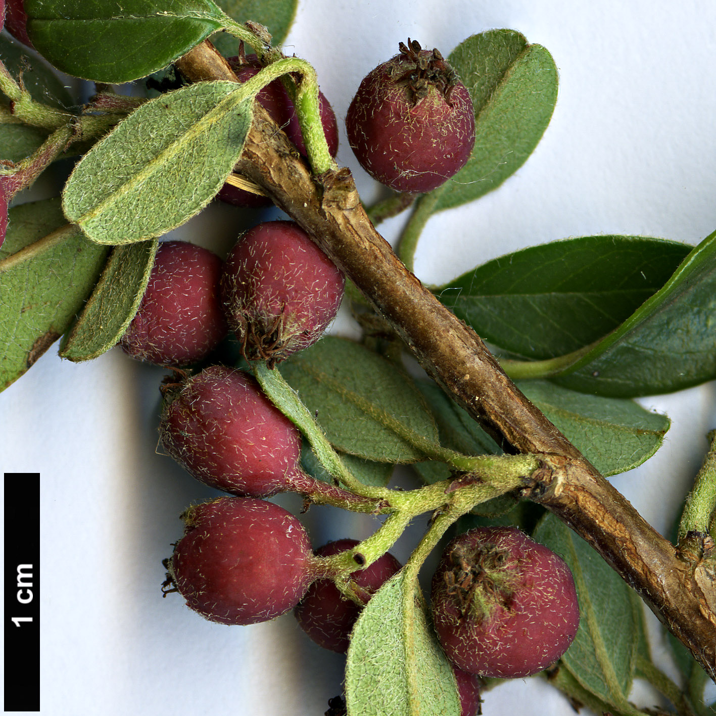 High resolution image: Family: Rosaceae - Genus: Cotoneaster - Taxon: marginatus - SpeciesSub: ’Eastleigh’ High resolution image: Family: Rosaceae - Genus: Cotoneaster - Taxon: marginatus - SpeciesSub: ’Eastleigh’