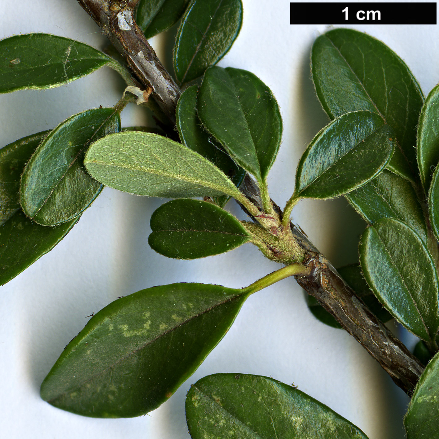 High resolution image: Family: Rosaceae - Genus: Cotoneaster - Taxon: marginatus - SpeciesSub: ’Eastleigh’ High resolution image: Family: Rosaceae - Genus: Cotoneaster - Taxon: marginatus - SpeciesSub: ’Eastleigh’