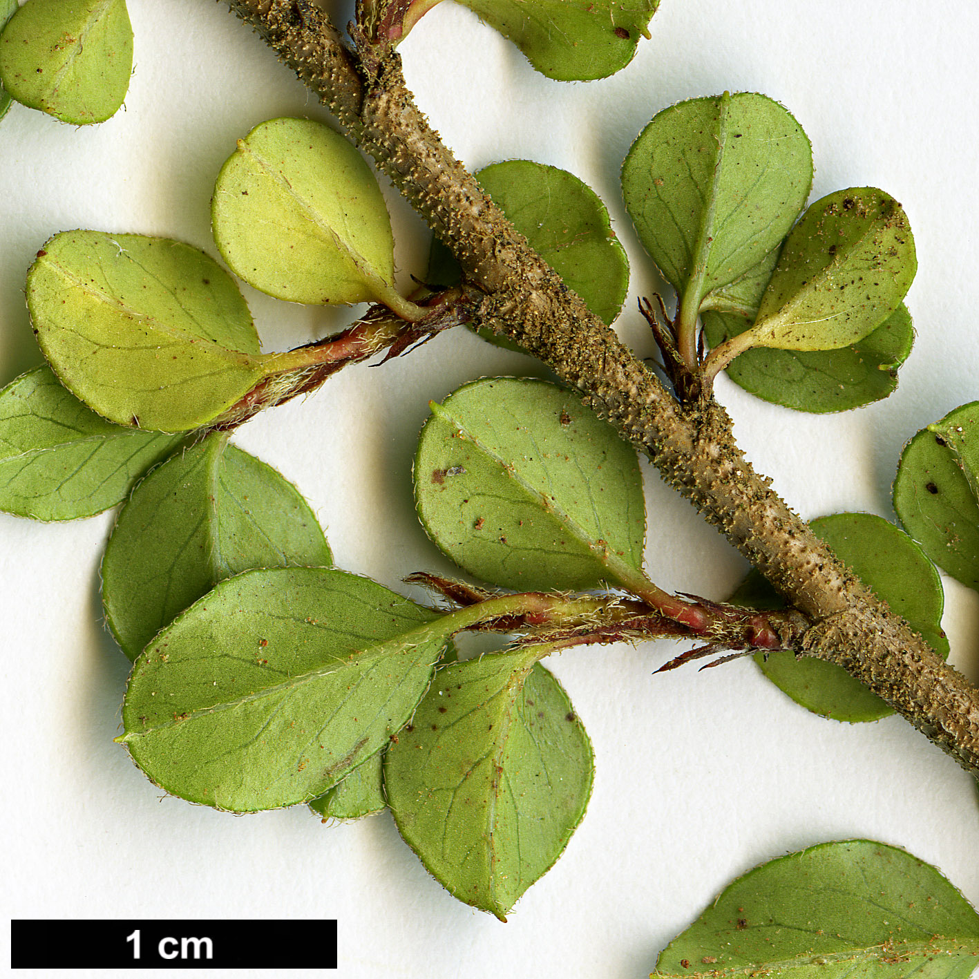 High resolution image: Family: Rosaceae - Genus: Cotoneaster - Taxon: marquandii