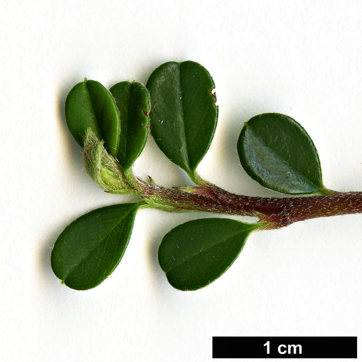 High resolution image: Family: Rosaceae - Genus: Cotoneaster - Taxon: microphyllus