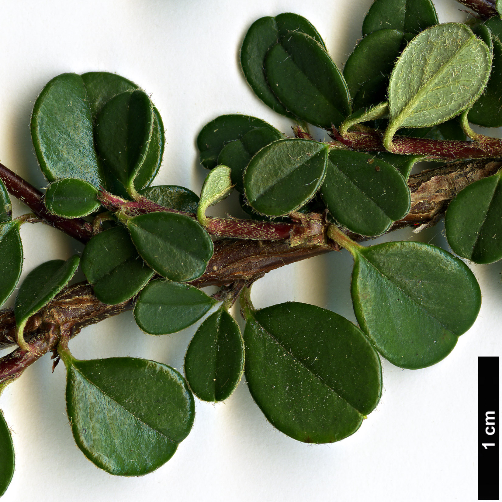 High resolution image: Family: Rosaceae - Genus: Cotoneaster - Taxon: microphyllus