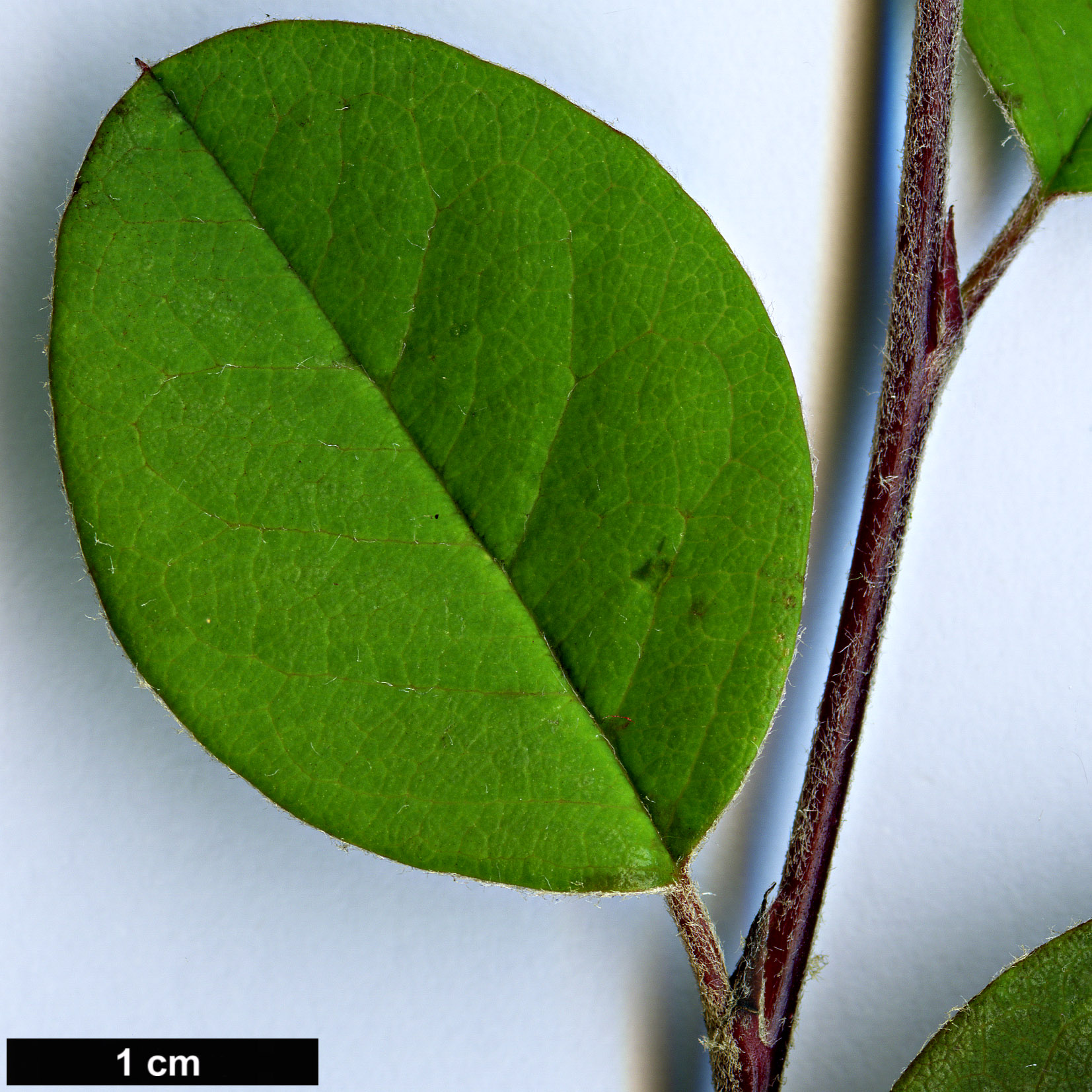 High resolution image: Family: Rosaceae - Genus: Cotoneaster - Taxon: monopyrenus