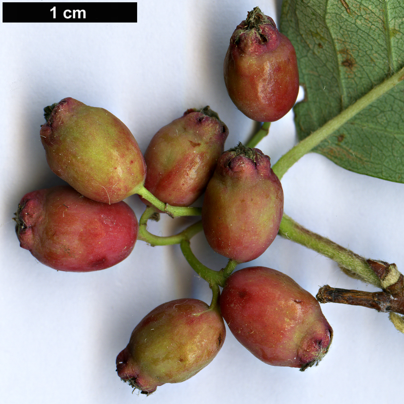 High resolution image: Family: Rosaceae - Genus: Cotoneaster - Taxon: monopyrenus