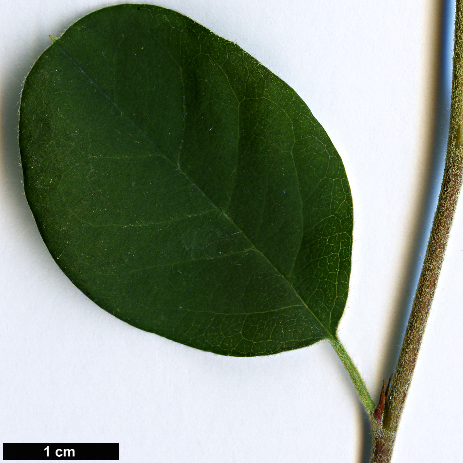 High resolution image: Family: Rosaceae - Genus: Cotoneaster - Taxon: monopyrenus