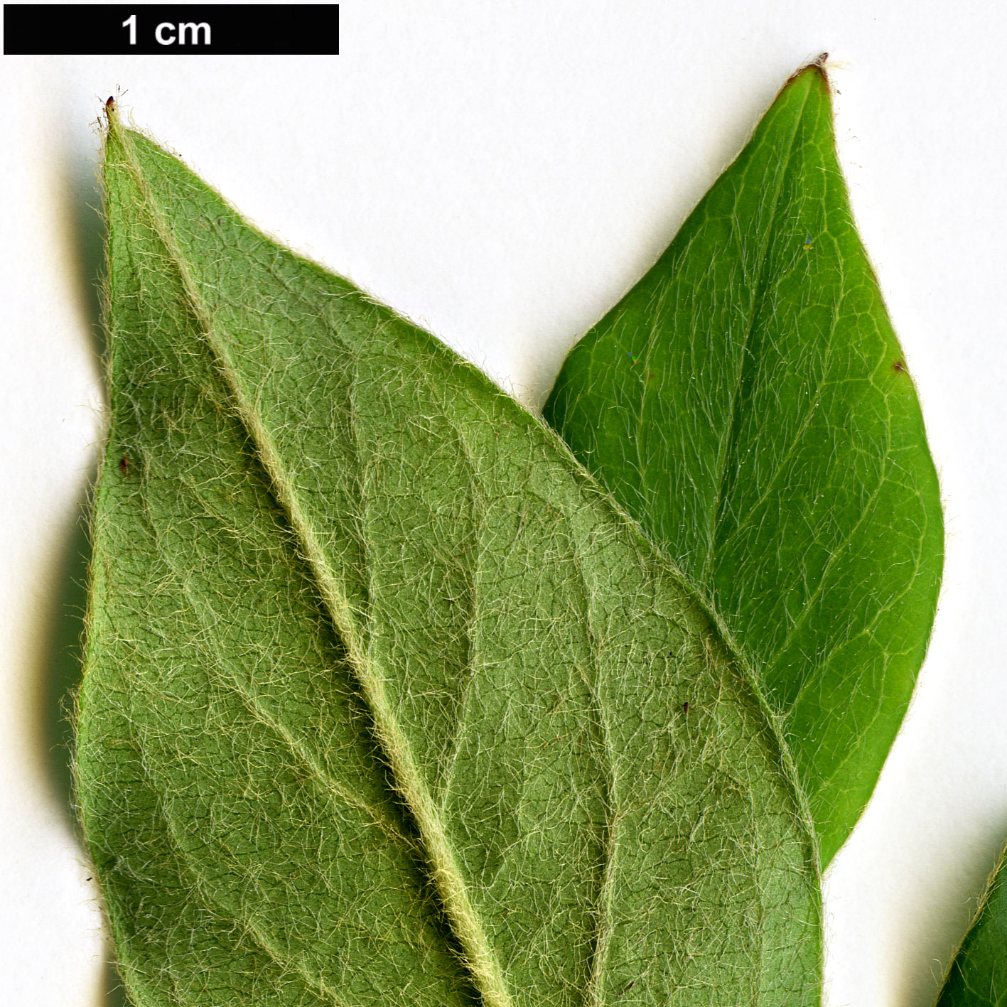 High resolution image: Family: Rosaceae - Genus: Cotoneaster - Taxon: nepalensis High resolution image: Family: Rosaceae - Genus: Cotoneaster - Taxon: nepalensis