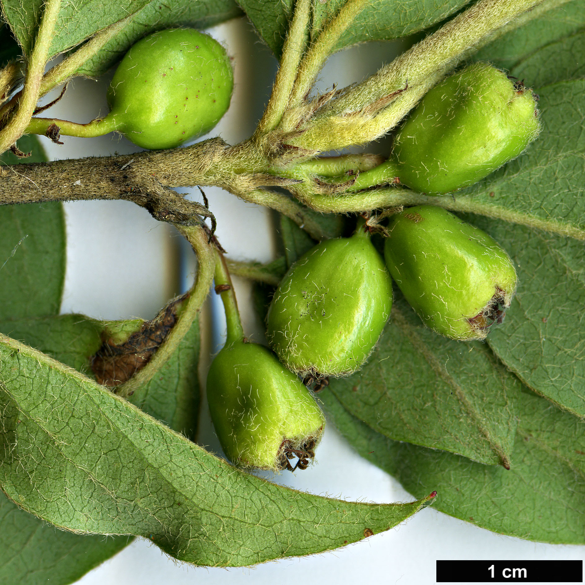 High resolution image: Family: Rosaceae - Genus: Cotoneaster - Taxon: nepalensis High resolution image: Family: Rosaceae - Genus: Cotoneaster - Taxon: nepalensis