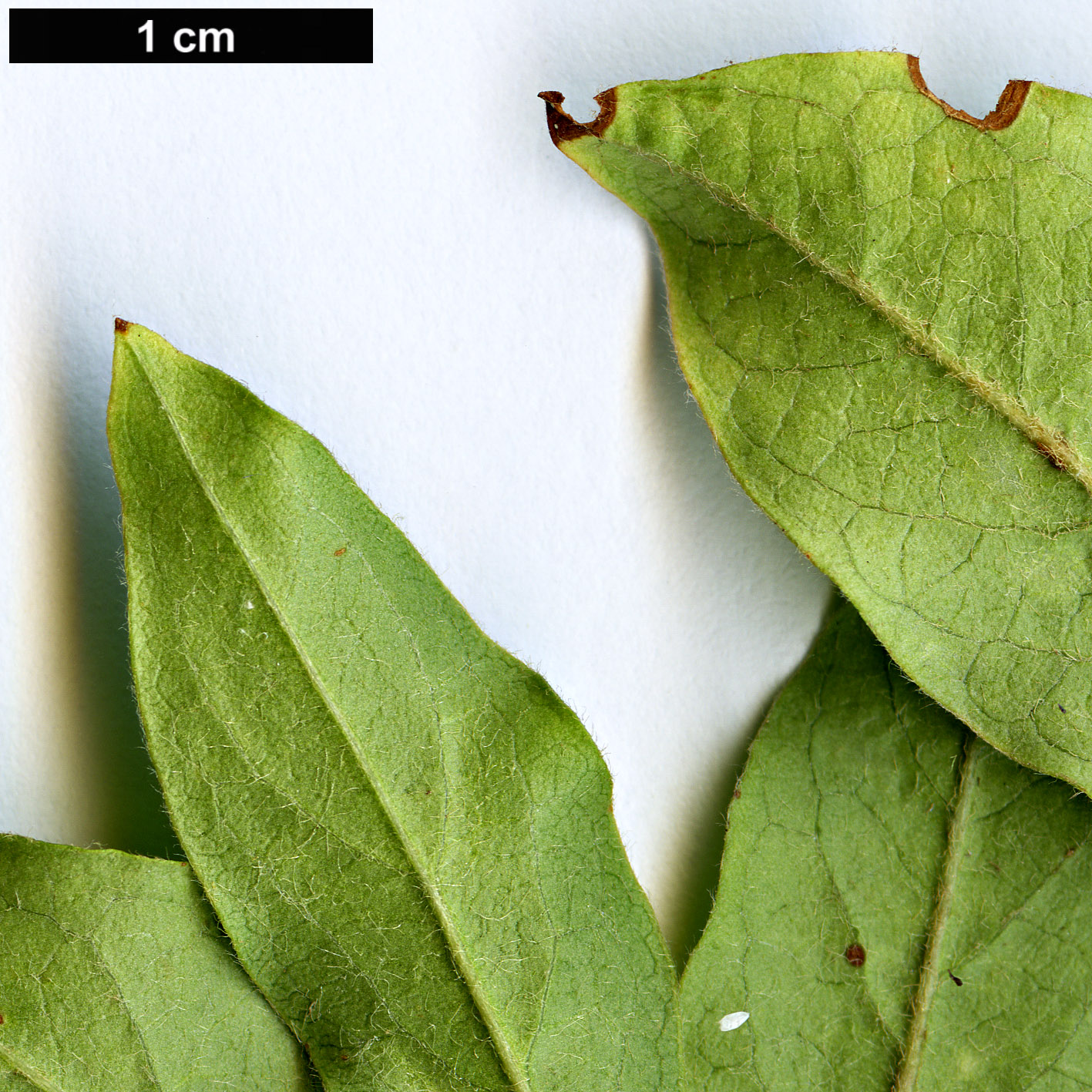 High resolution image: Family: Rosaceae - Genus: Cotoneaster - Taxon: otto-schwartzii High resolution image: Family: Rosaceae - Genus: Cotoneaster - Taxon: otto-schwartzii