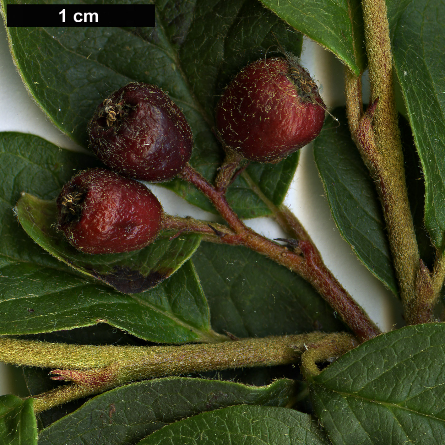 High resolution image: Family: Rosaceae - Genus: Cotoneaster - Taxon: pseudoambiguus High resolution image: Family: Rosaceae - Genus: Cotoneaster - Taxon: pseudoambiguus