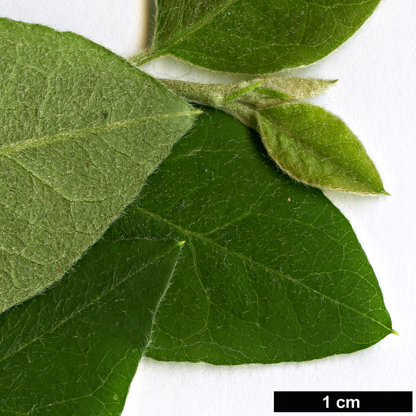 High resolution image: Family: Rosaceae - Genus: Cotoneaster - Taxon: pseudomongolicus High resolution image: Family: Rosaceae - Genus: Cotoneaster - Taxon: pseudomongolicus