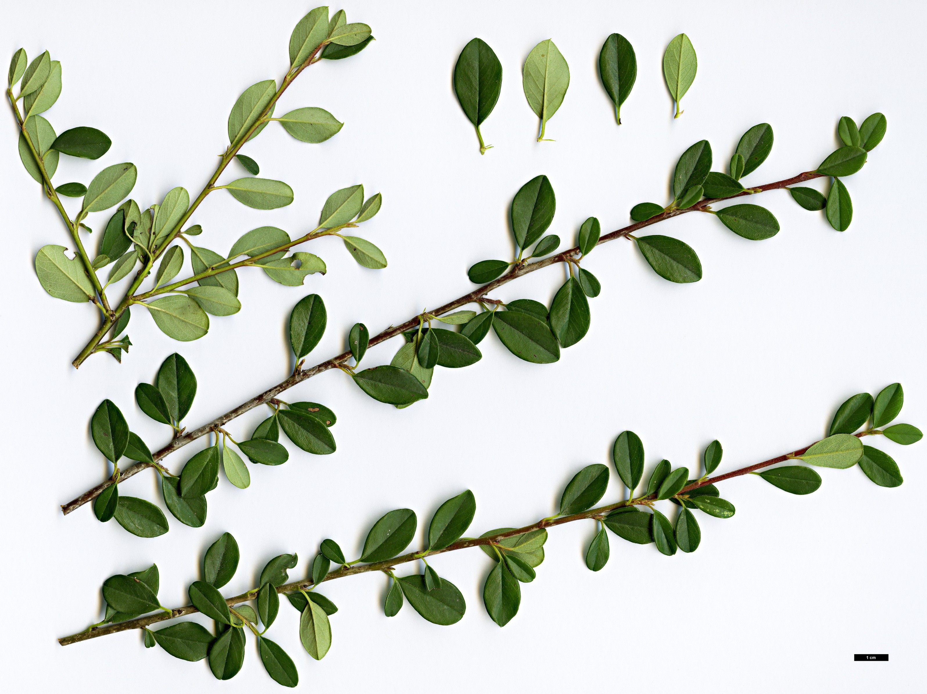 High resolution image: Family: Rosaceae - Genus: Cotoneaster - Taxon: radicans High resolution image: Family: Rosaceae - Genus: Cotoneaster - Taxon: radicans