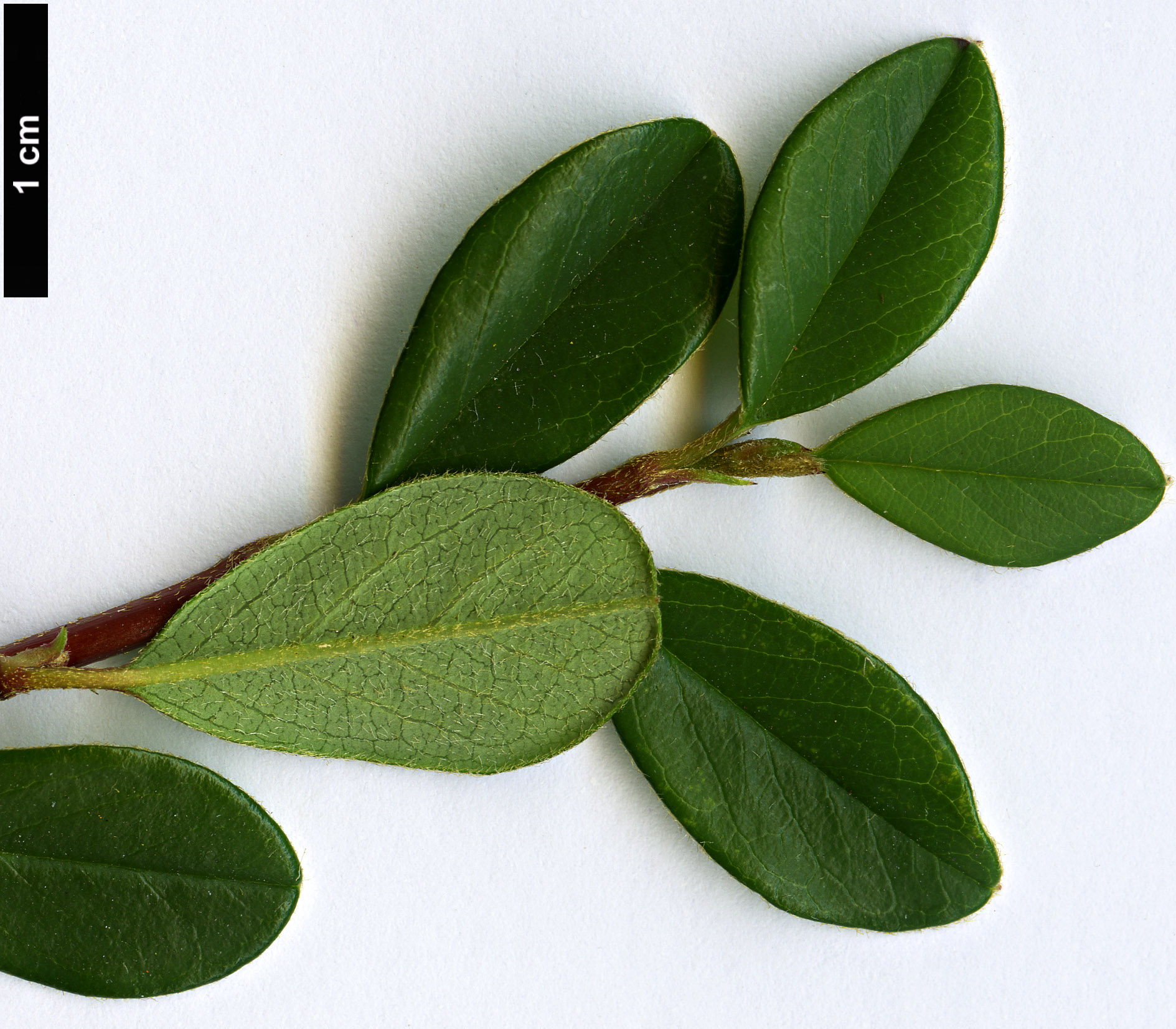 High resolution image: Family: Rosaceae - Genus: Cotoneaster - Taxon: radicans High resolution image: Family: Rosaceae - Genus: Cotoneaster - Taxon: radicans
