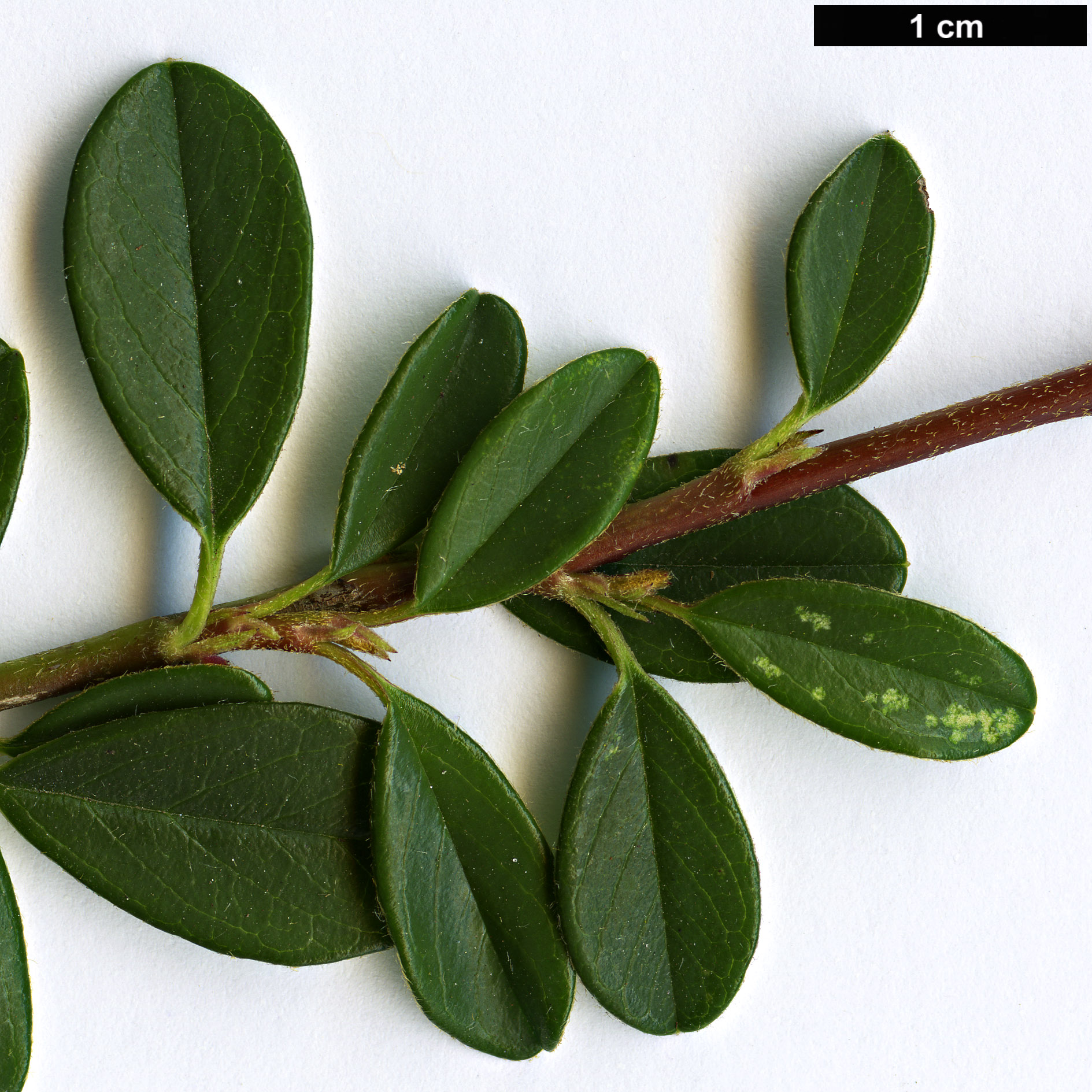 High resolution image: Family: Rosaceae - Genus: Cotoneaster - Taxon: radicans High resolution image: Family: Rosaceae - Genus: Cotoneaster - Taxon: radicans