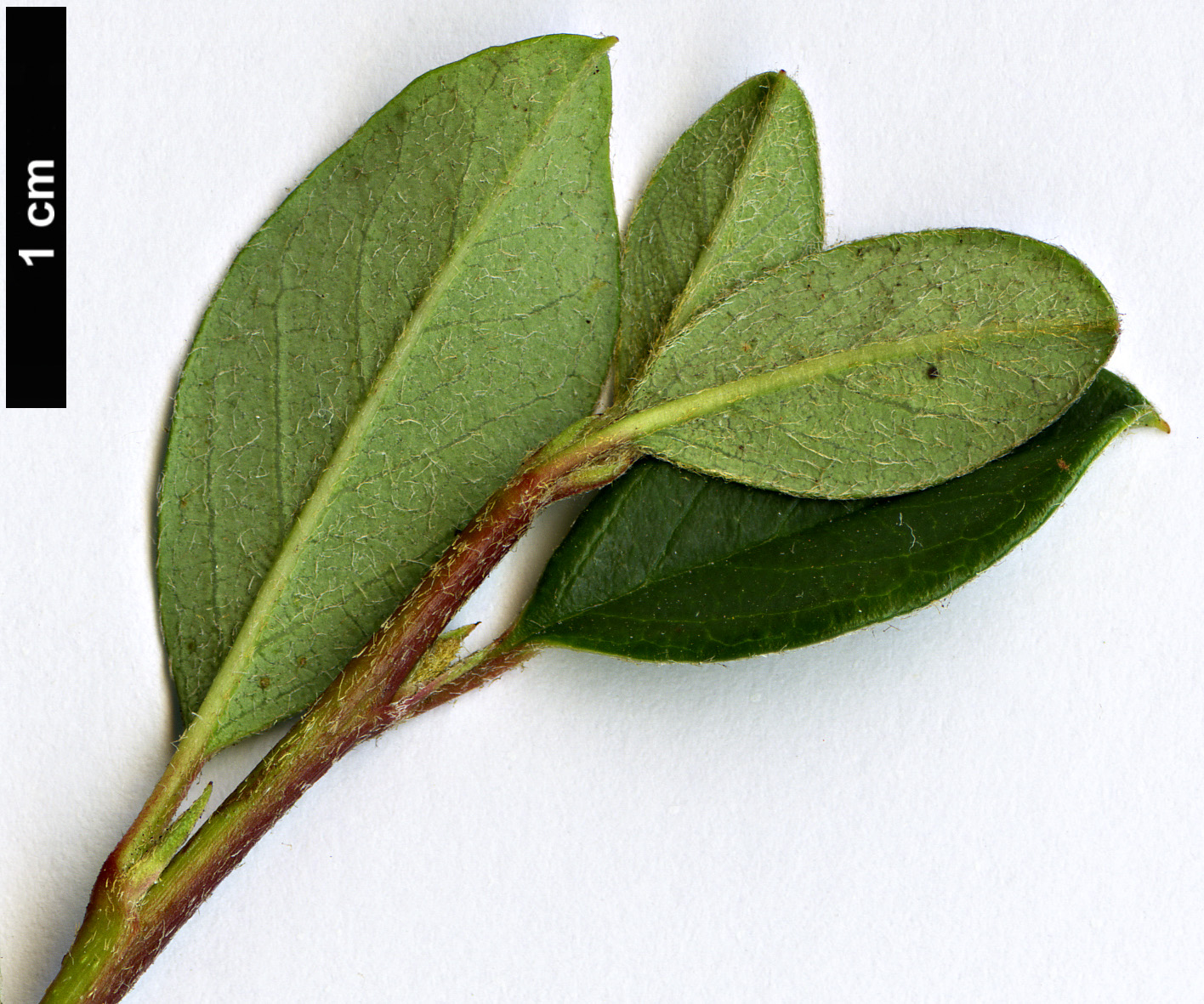 High resolution image: Family: Rosaceae - Genus: Cotoneaster - Taxon: radicans High resolution image: Family: Rosaceae - Genus: Cotoneaster - Taxon: radicans