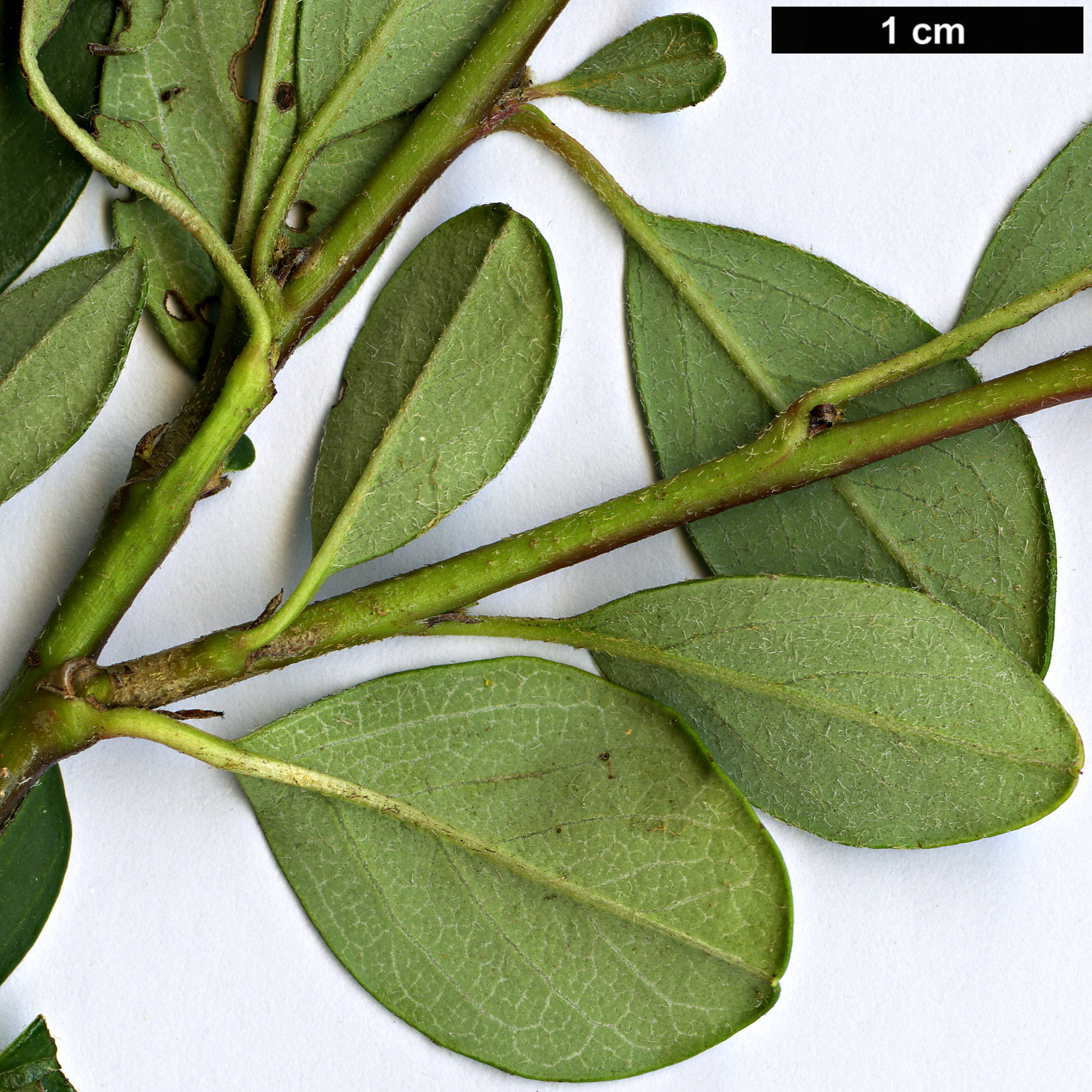 High resolution image: Family: Rosaceae - Genus: Cotoneaster - Taxon: radicans High resolution image: Family: Rosaceae - Genus: Cotoneaster - Taxon: radicans