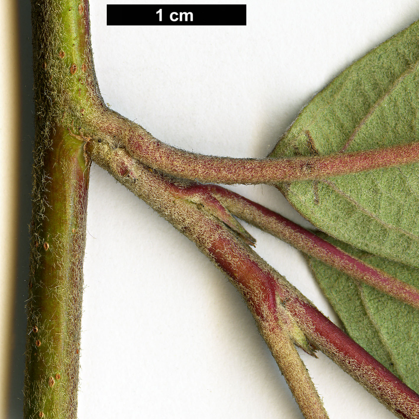 High resolution image: Family: Rosaceae - Genus: Cotoneaster - Taxon: rhytidophyllus