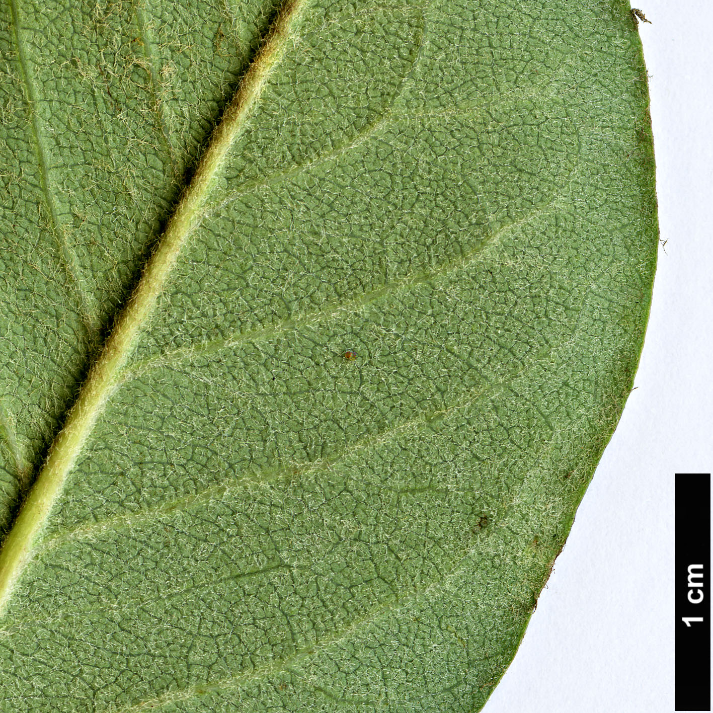 High resolution image: Family: Rosaceae - Genus: Cotoneaster - Taxon: serotinus