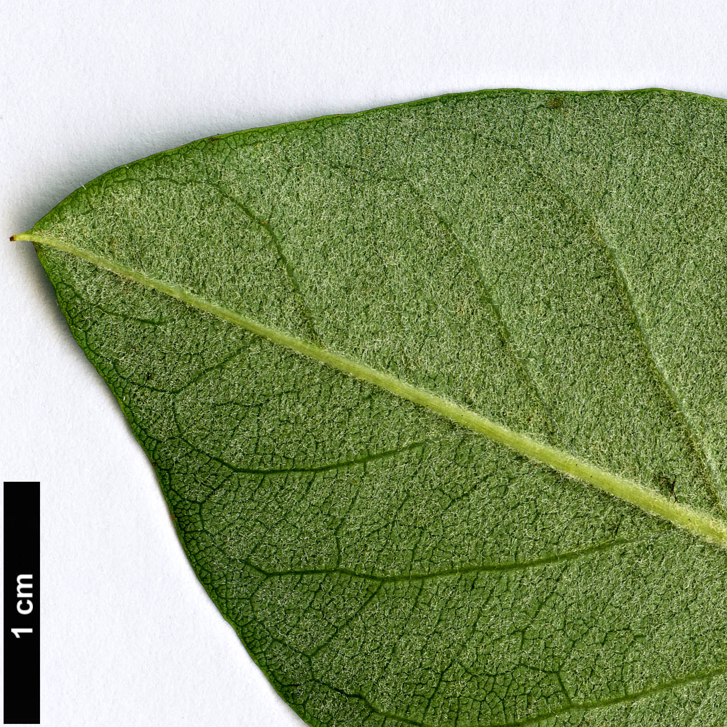 High resolution image: Family: Rosaceae - Genus: Cotoneaster - Taxon: serotinus High resolution image: Family: Rosaceae - Genus: Cotoneaster - Taxon: serotinus