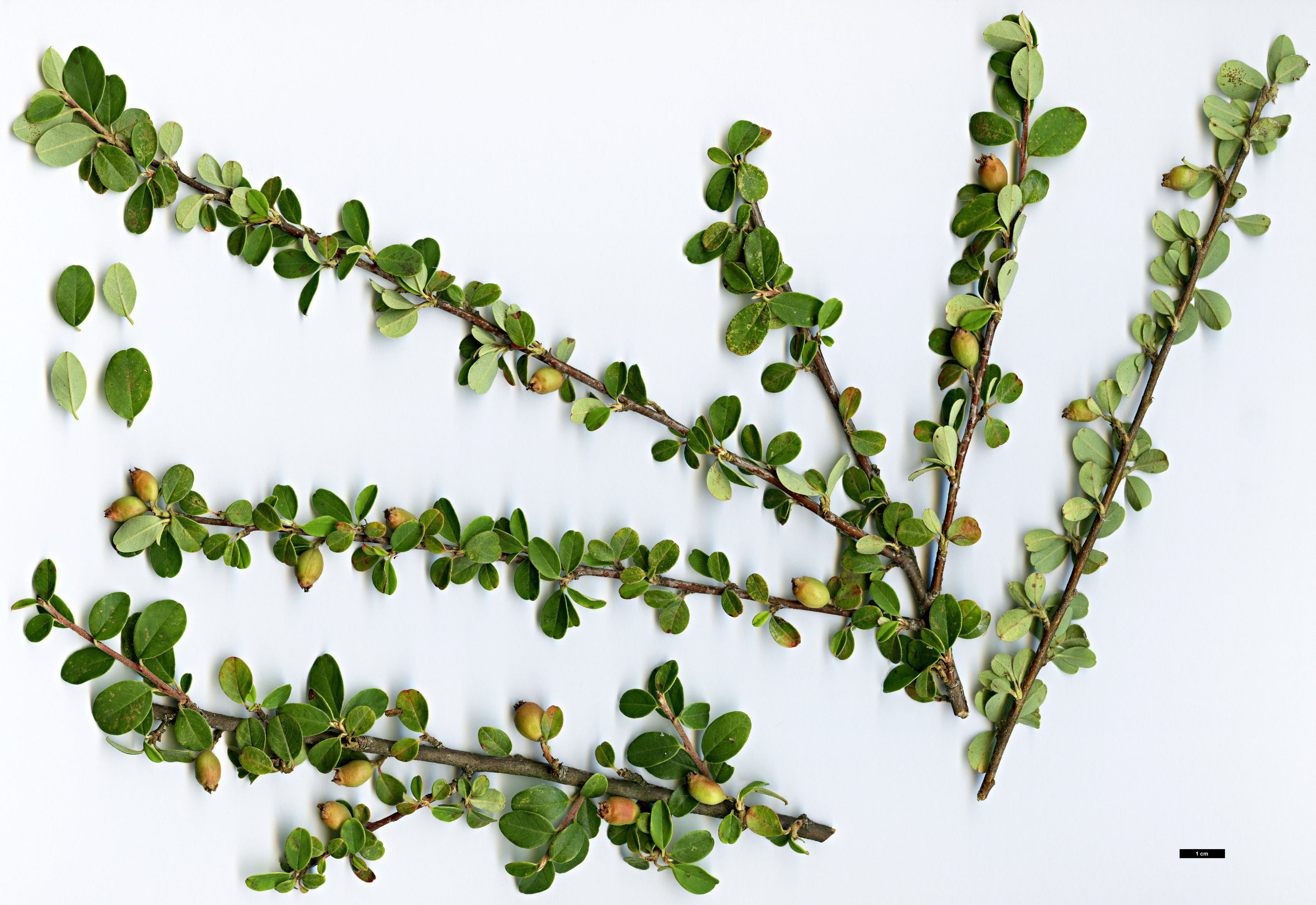 High resolution image: Family: Rosaceae - Genus: Cotoneaster - Taxon: sherriffii High resolution image: Family: Rosaceae - Genus: Cotoneaster - Taxon: sherriffii