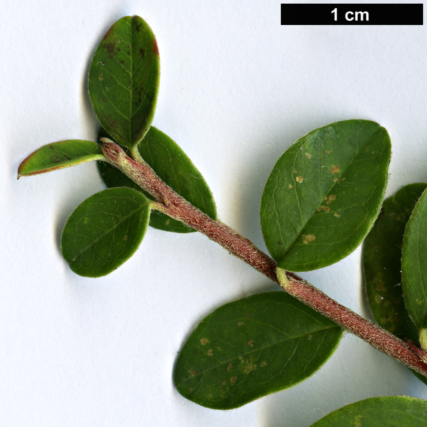 High resolution image: Family: Rosaceae - Genus: Cotoneaster - Taxon: sherriffii High resolution image: Family: Rosaceae - Genus: Cotoneaster - Taxon: sherriffii