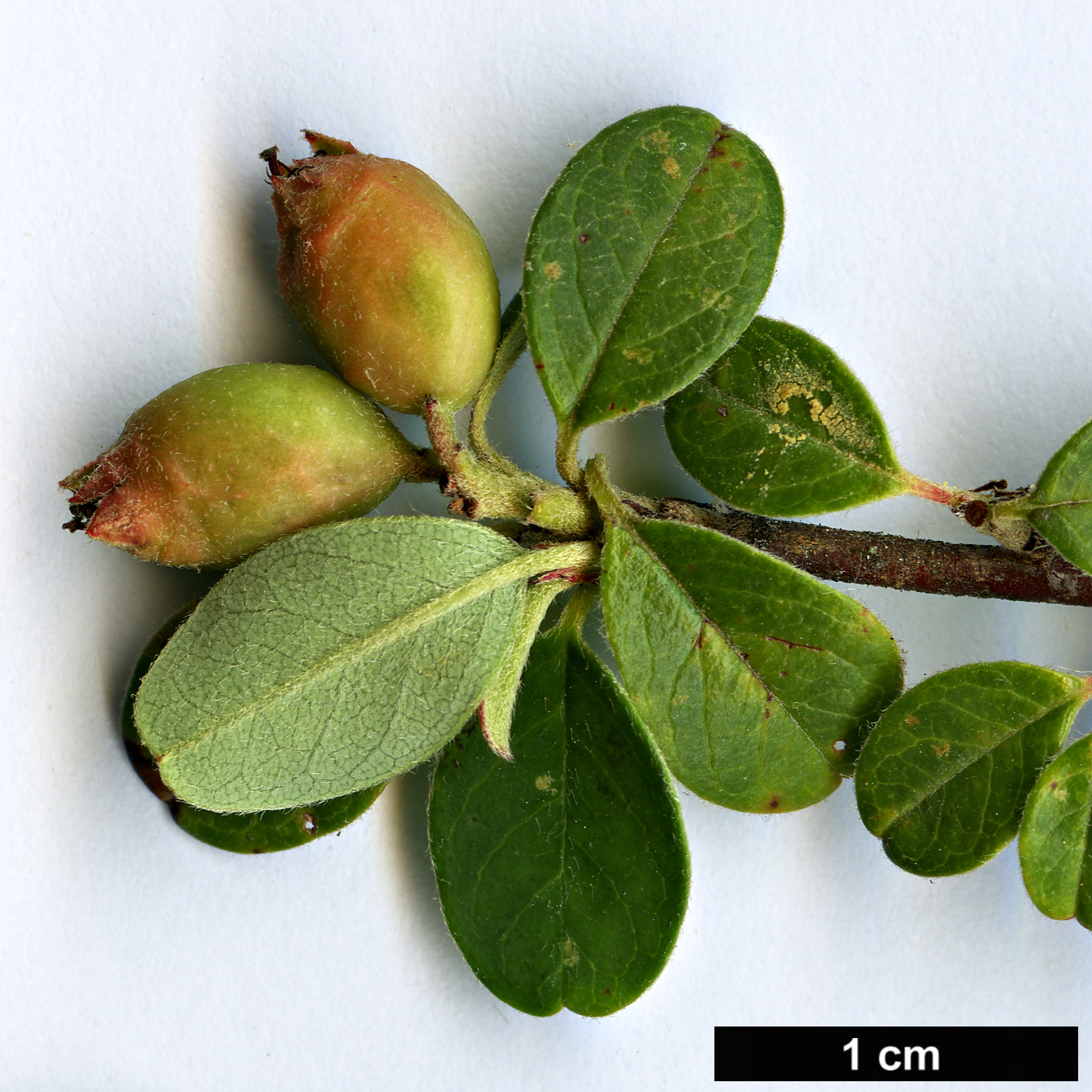 High resolution image: Family: Rosaceae - Genus: Cotoneaster - Taxon: sherriffii High resolution image: Family: Rosaceae - Genus: Cotoneaster - Taxon: sherriffii