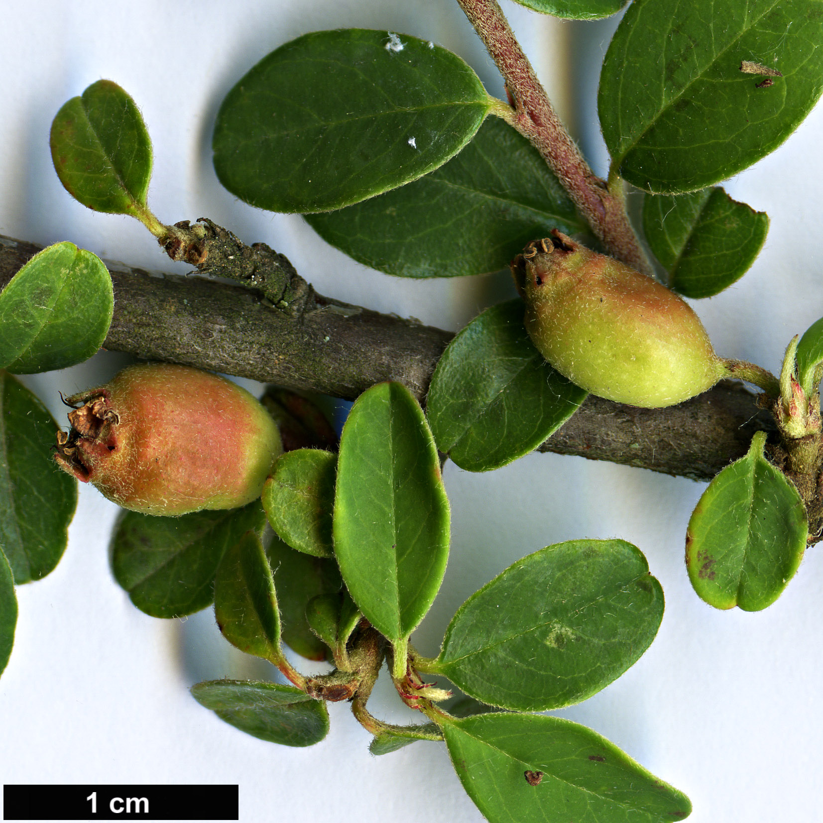 High resolution image: Family: Rosaceae - Genus: Cotoneaster - Taxon: sherriffii High resolution image: Family: Rosaceae - Genus: Cotoneaster - Taxon: sherriffii
